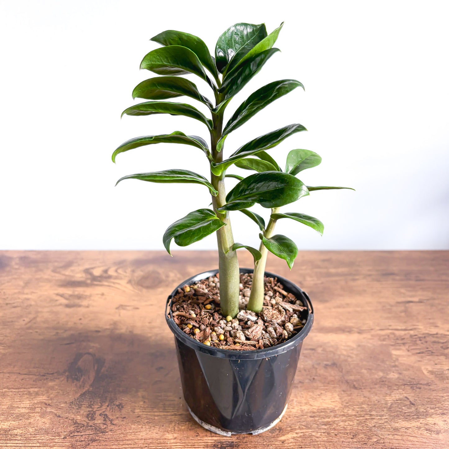 zenzi zz plant for sale Zanzibar Zenzii – The Plant Boys