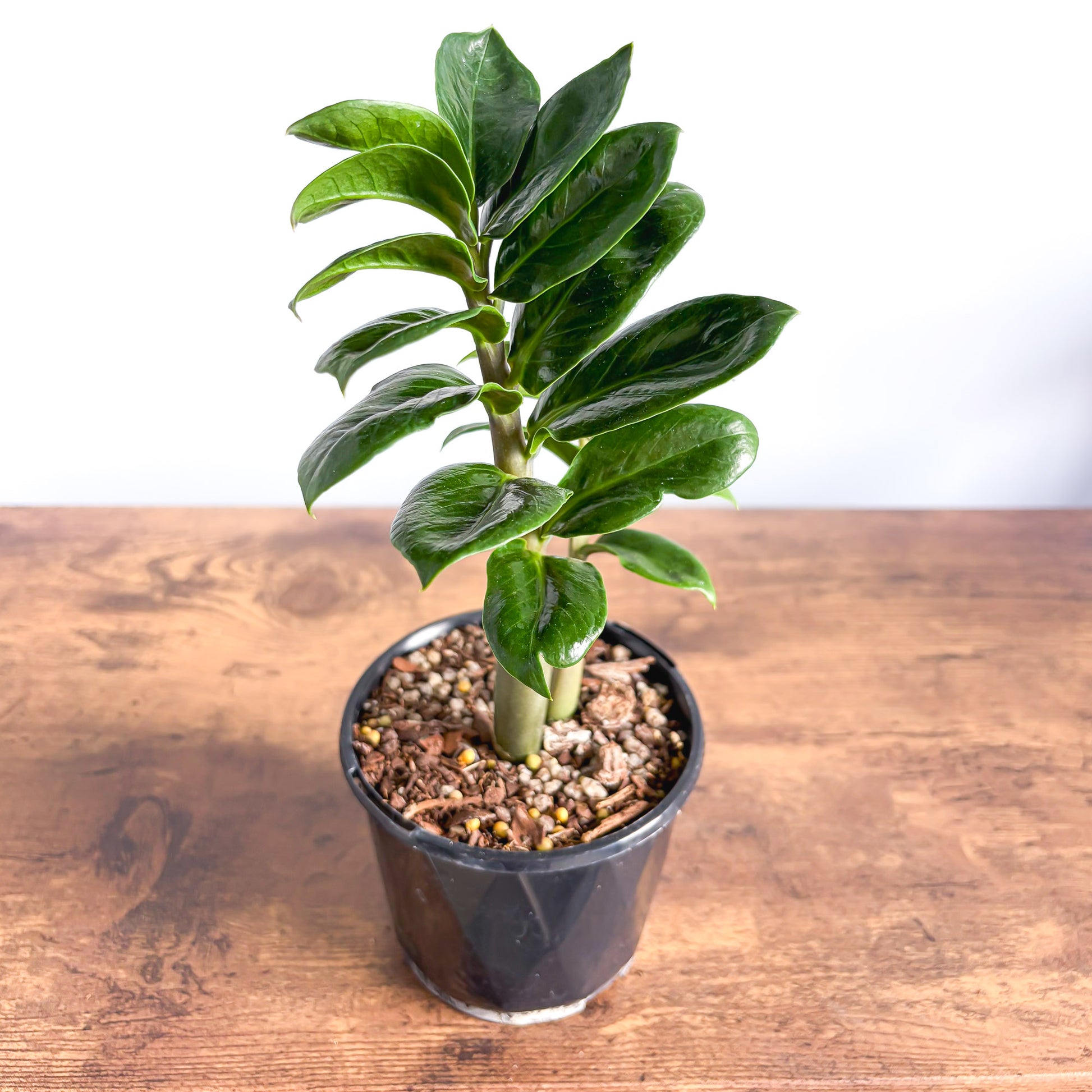 Zanzibar Zenzii | The Plant Boys