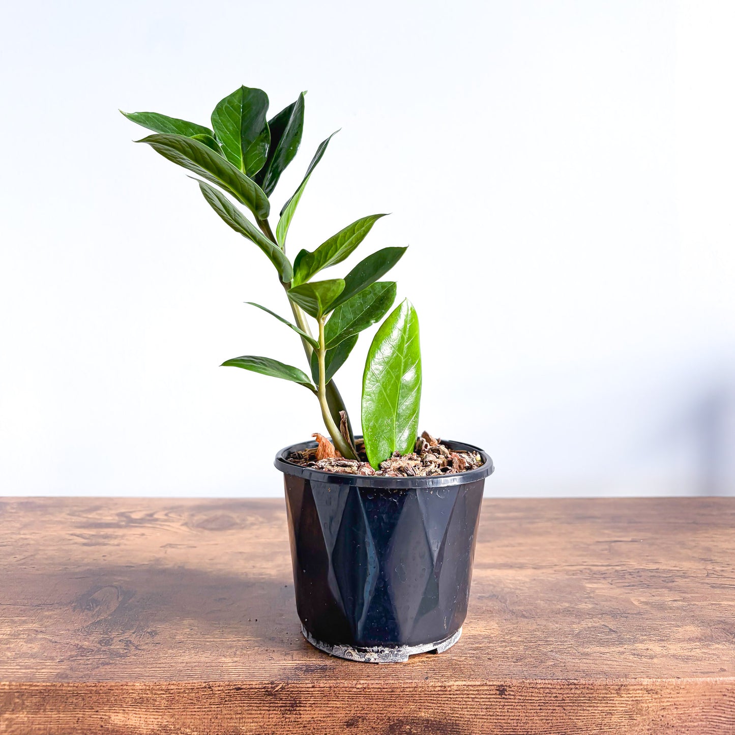 Zanzibar Gem | The Plant Boys