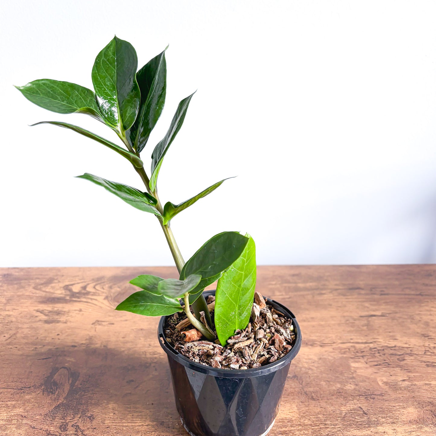 baby zz plant Zanzibar Gem – The Plant Boys