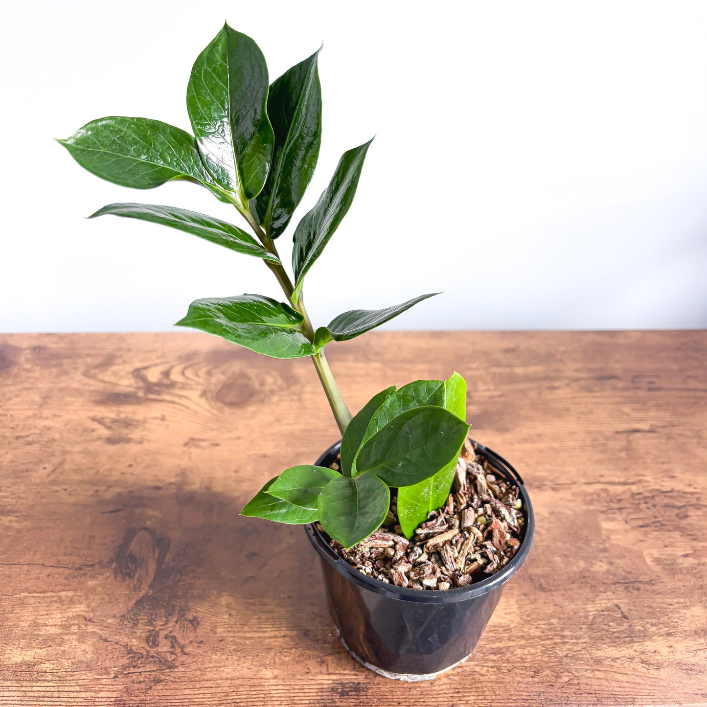 Zanzibar Gem | The Plant Boys