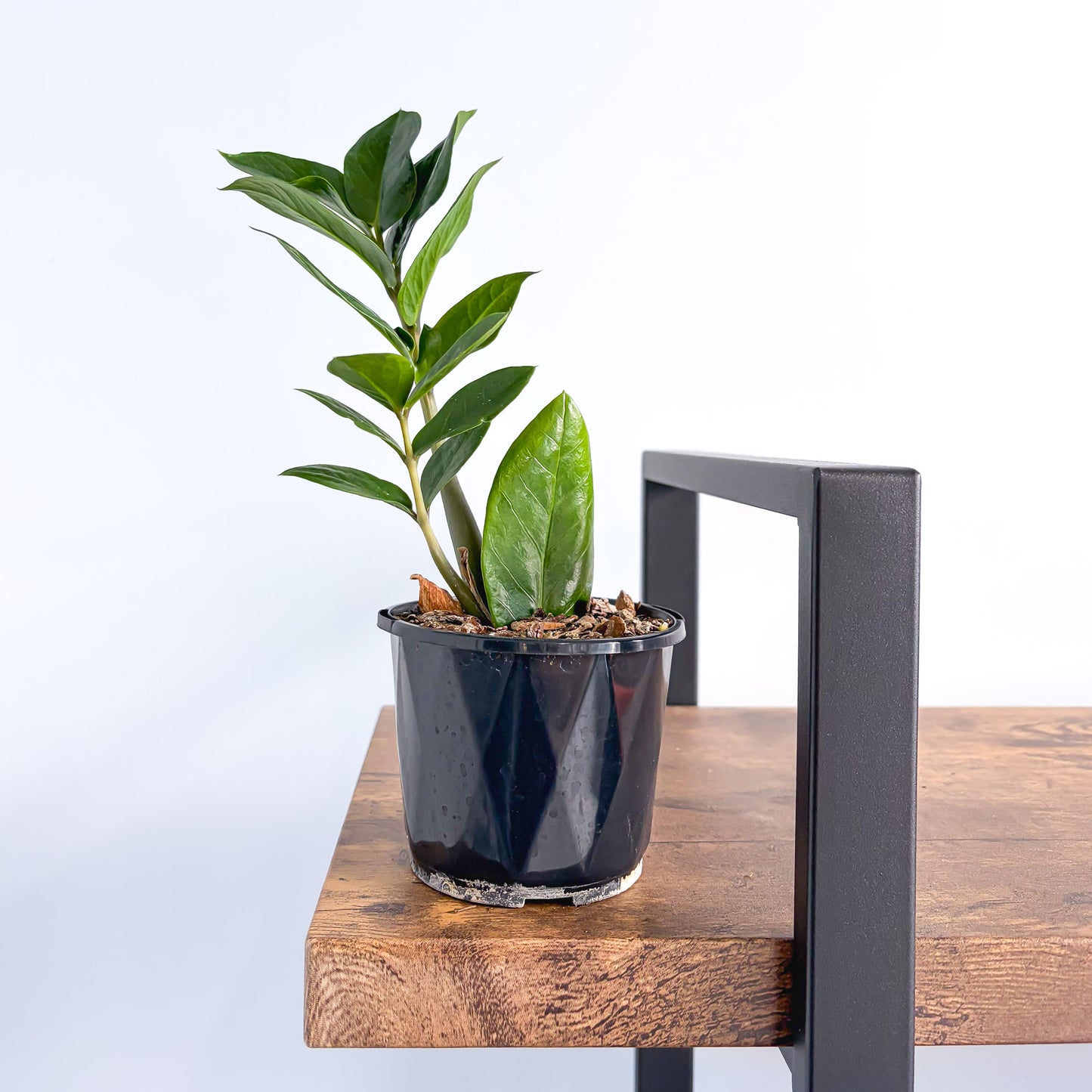 Zanzibar Gem | The Plant Boys