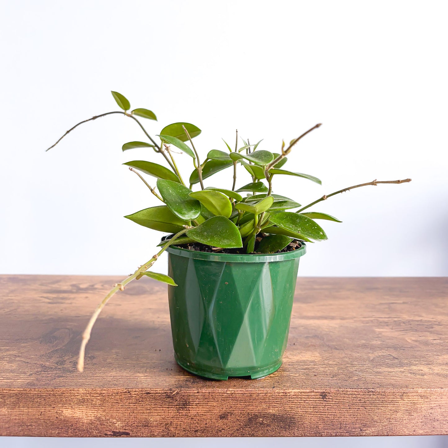 Hoya Chouke | The Plant Boys