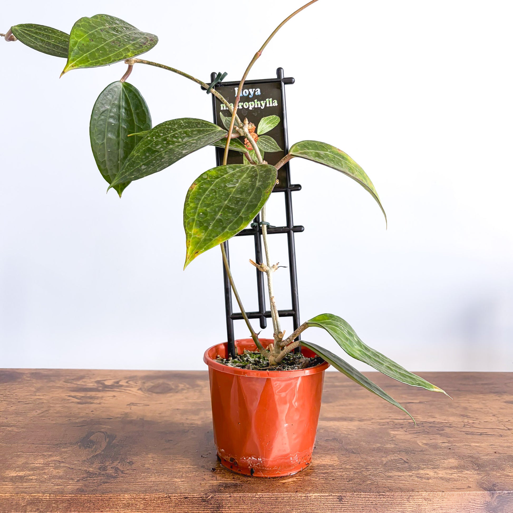 Hoya Macrophylla | The Plant Boys