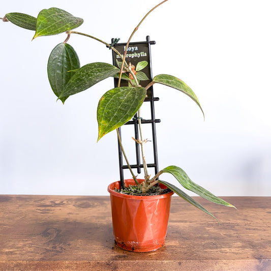 Hoya Macrophylla | The Plant Boys