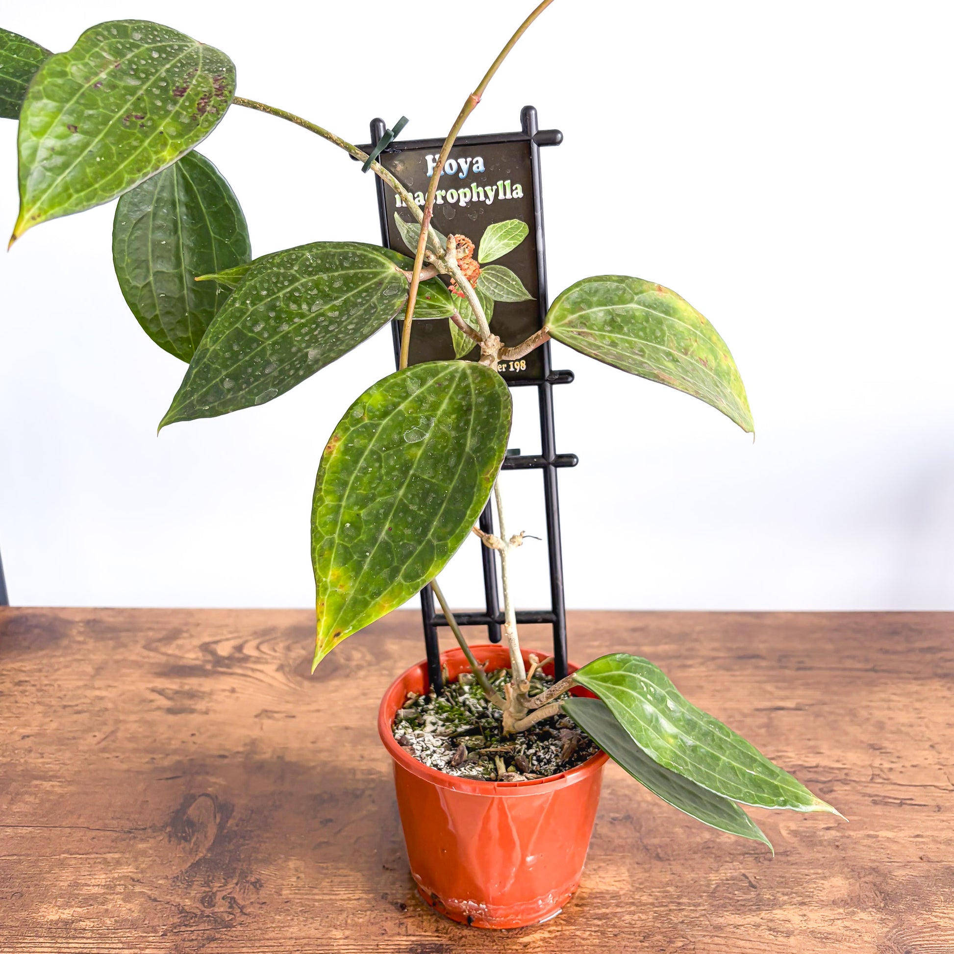 Hoya Macrophylla | The Plant Boys