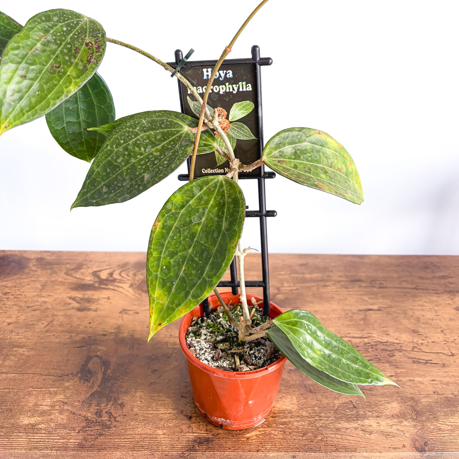 Hoya Macrophylla | The Plant Boys