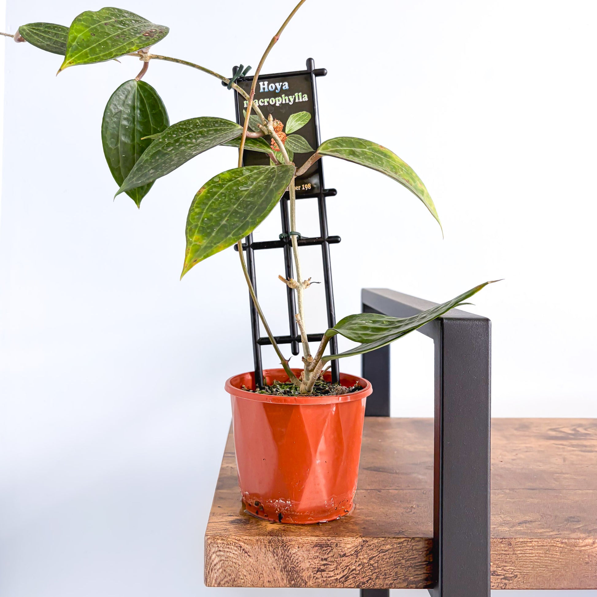 Hoya Macrophylla | The Plant Boys