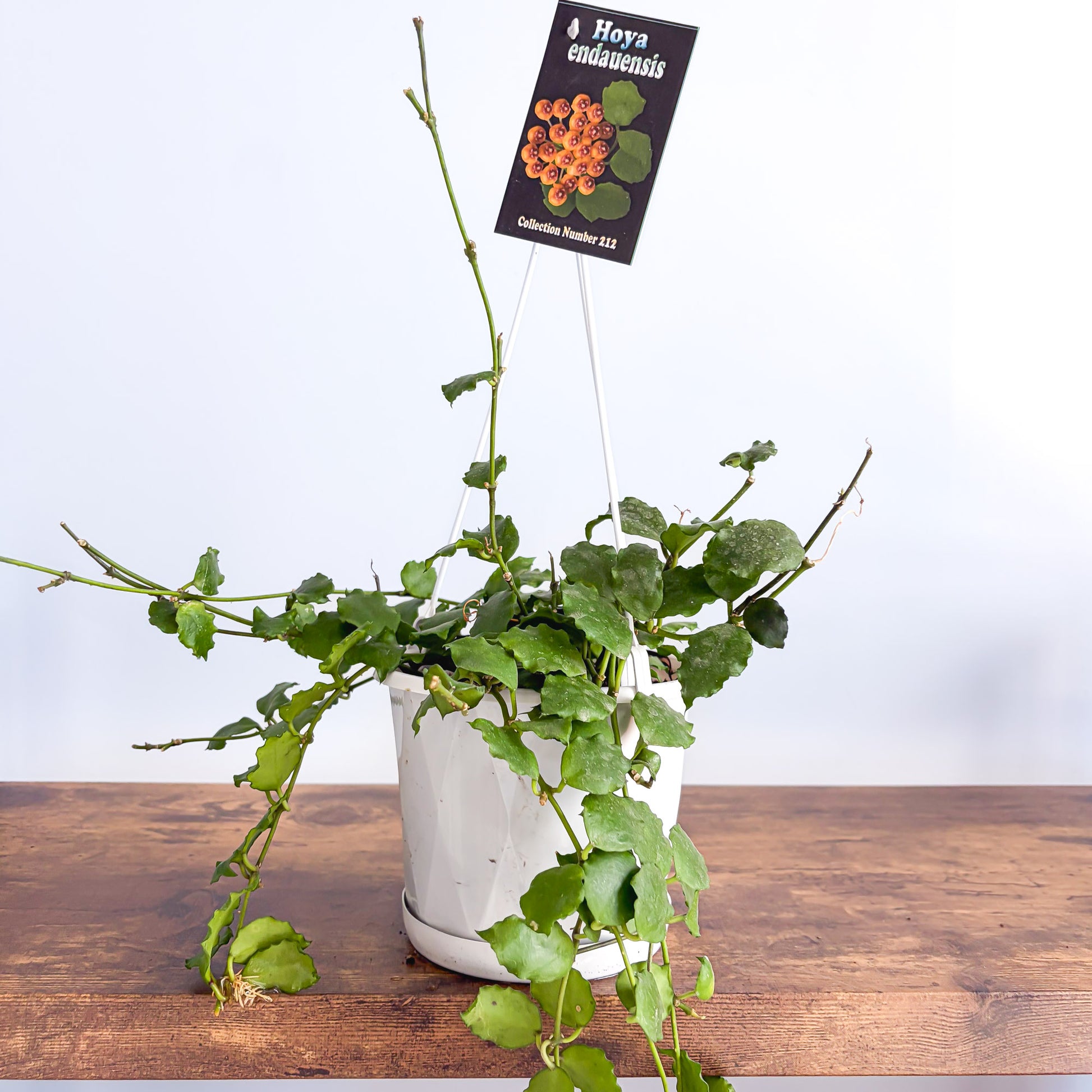 Hoya Endauensis | The Plant Boys