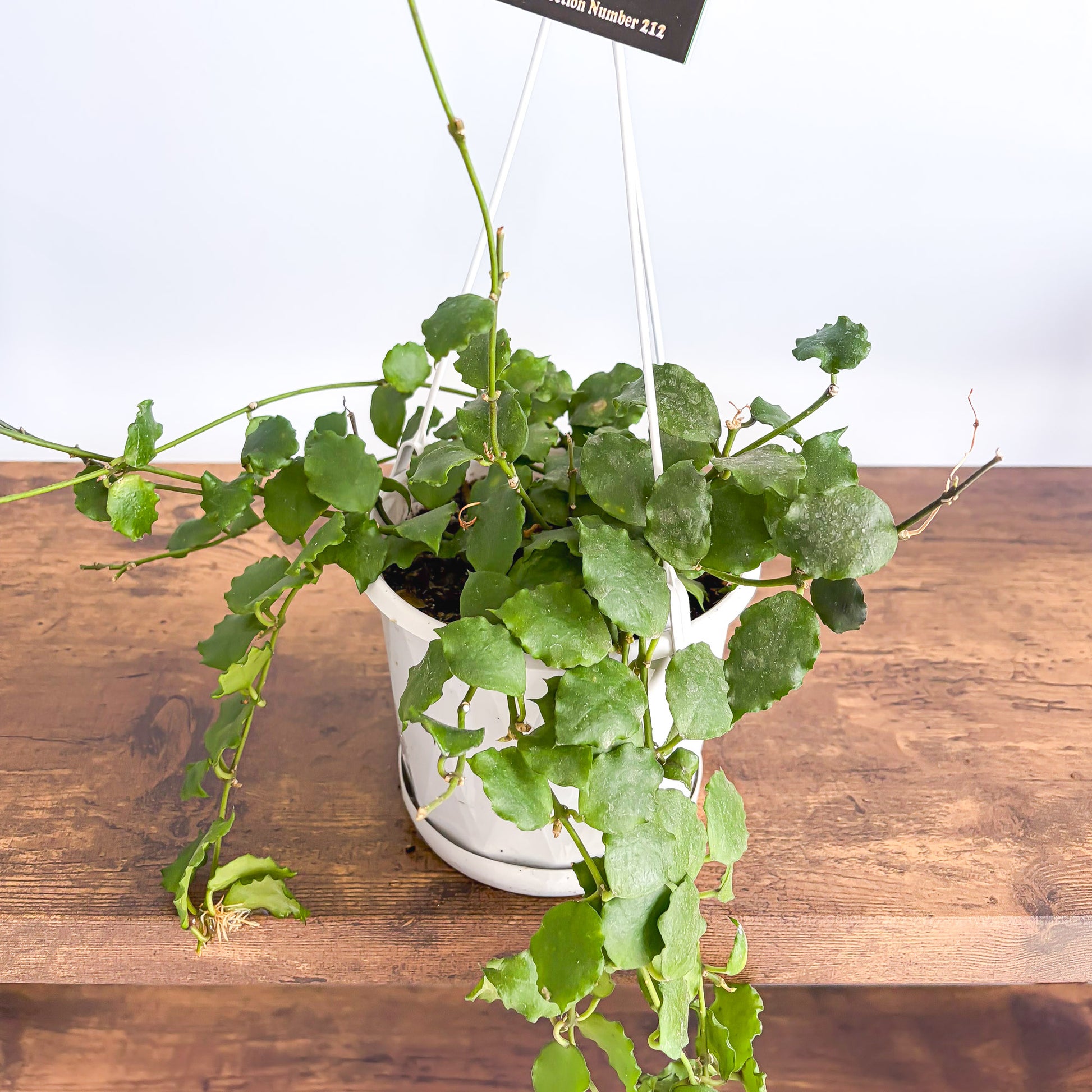 Hoya Endauensis | The Plant Boys