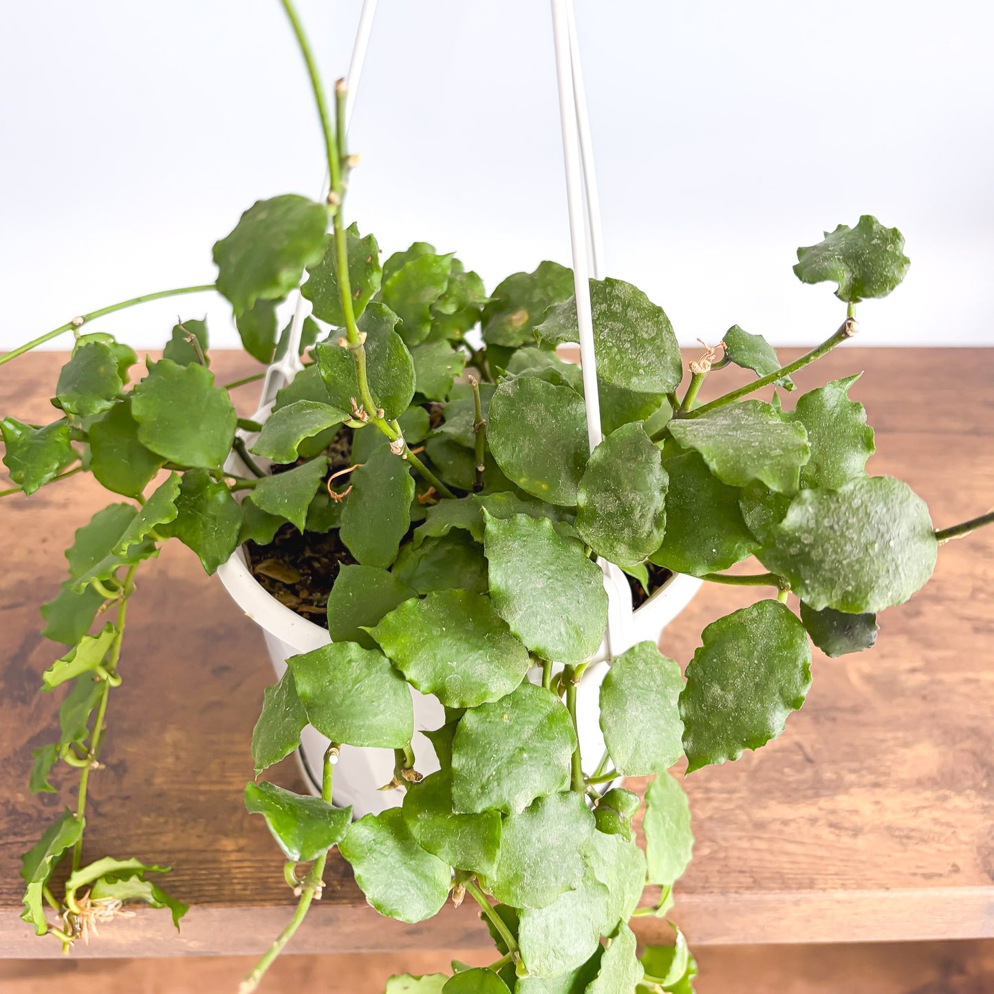 Hoya Endauensis | The Plant Boys