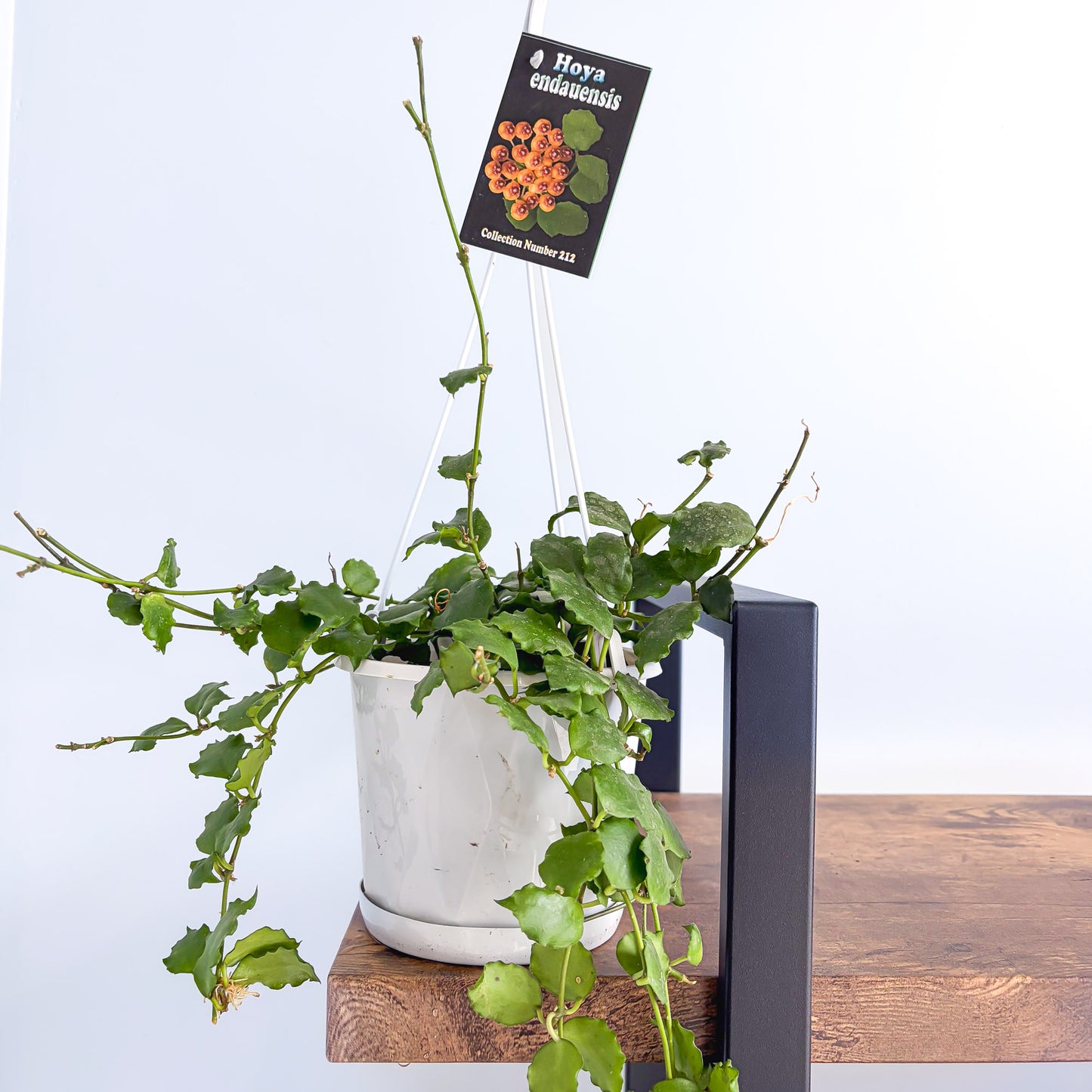 Hoya Endauensis | The Plant Boys