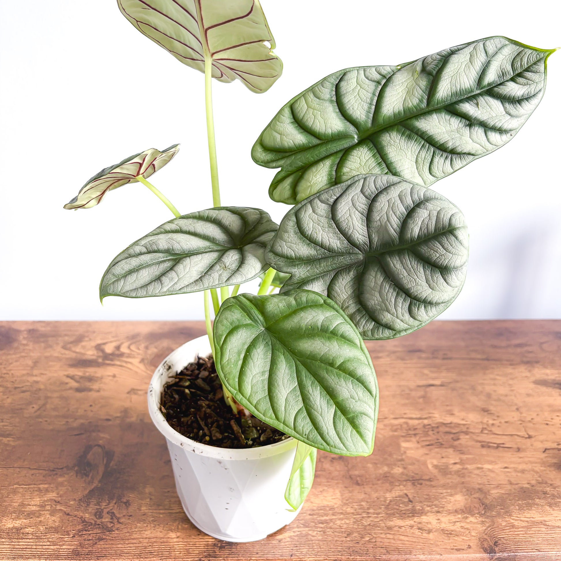 silver dragon house plant Alocasia Silver Dragon – The Plant Boys