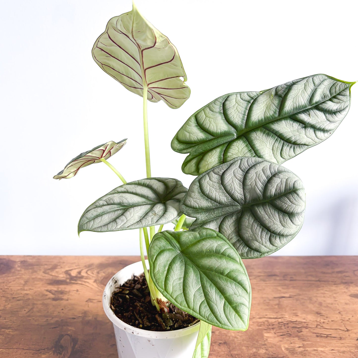 Alocasia Silver Dragon | The Plant Boys