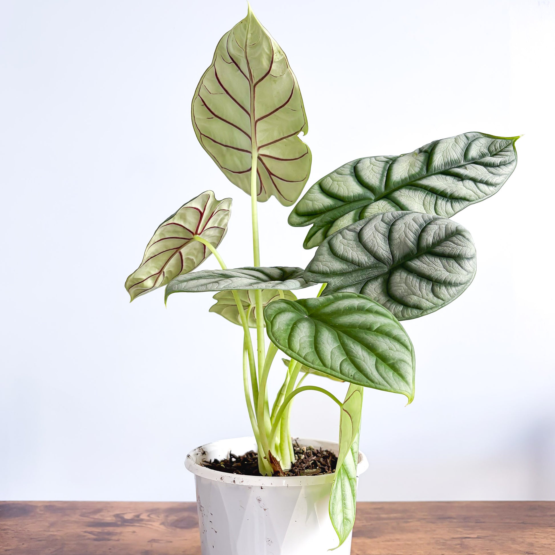 Alocasia Silver Dragon | The Plant Boys