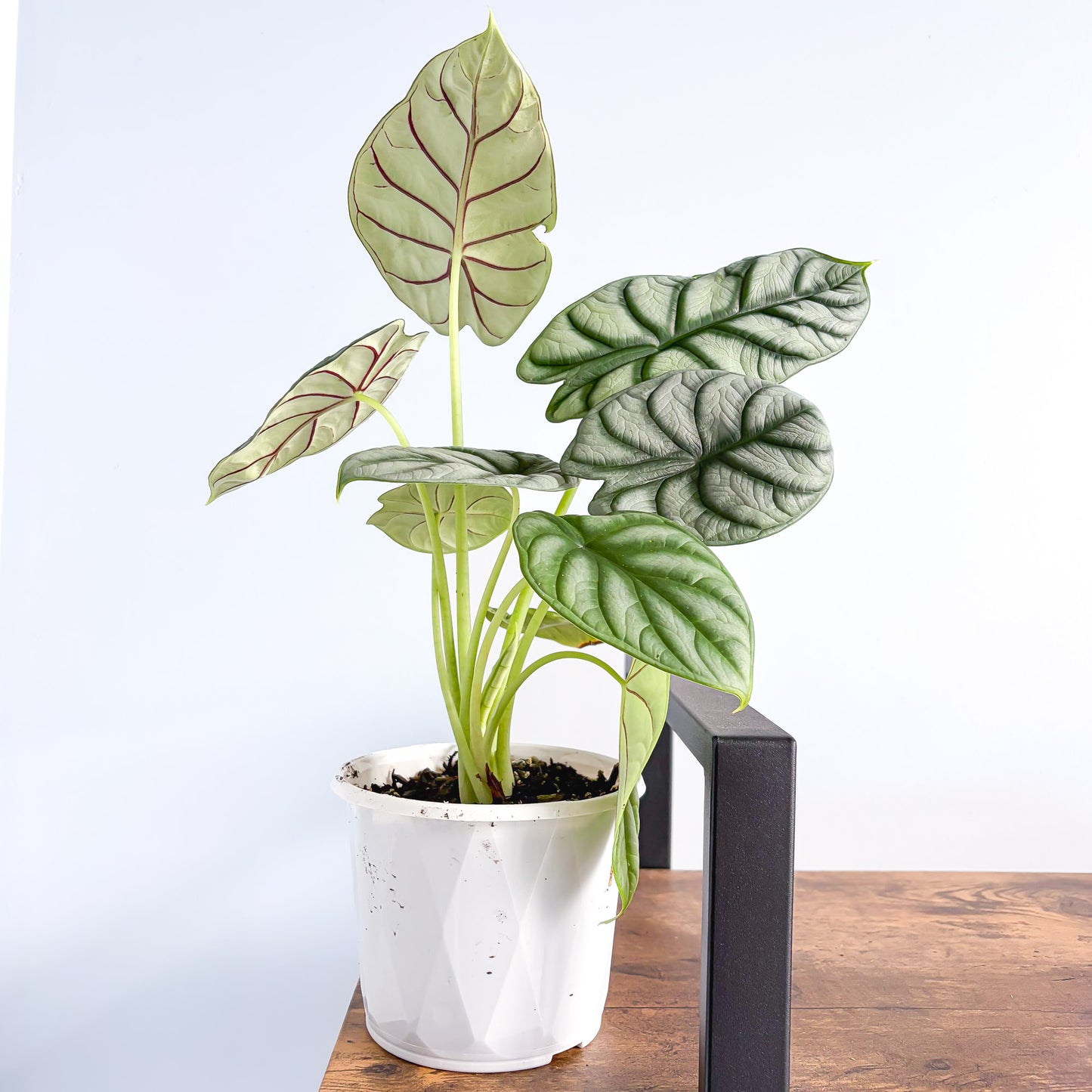 Alocasia Silver Dragon | The Plant Boys