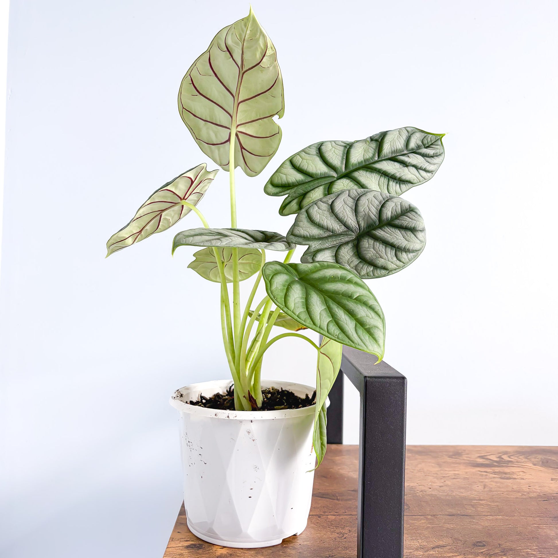 Alocasia Silver Dragon | The Plant Boys