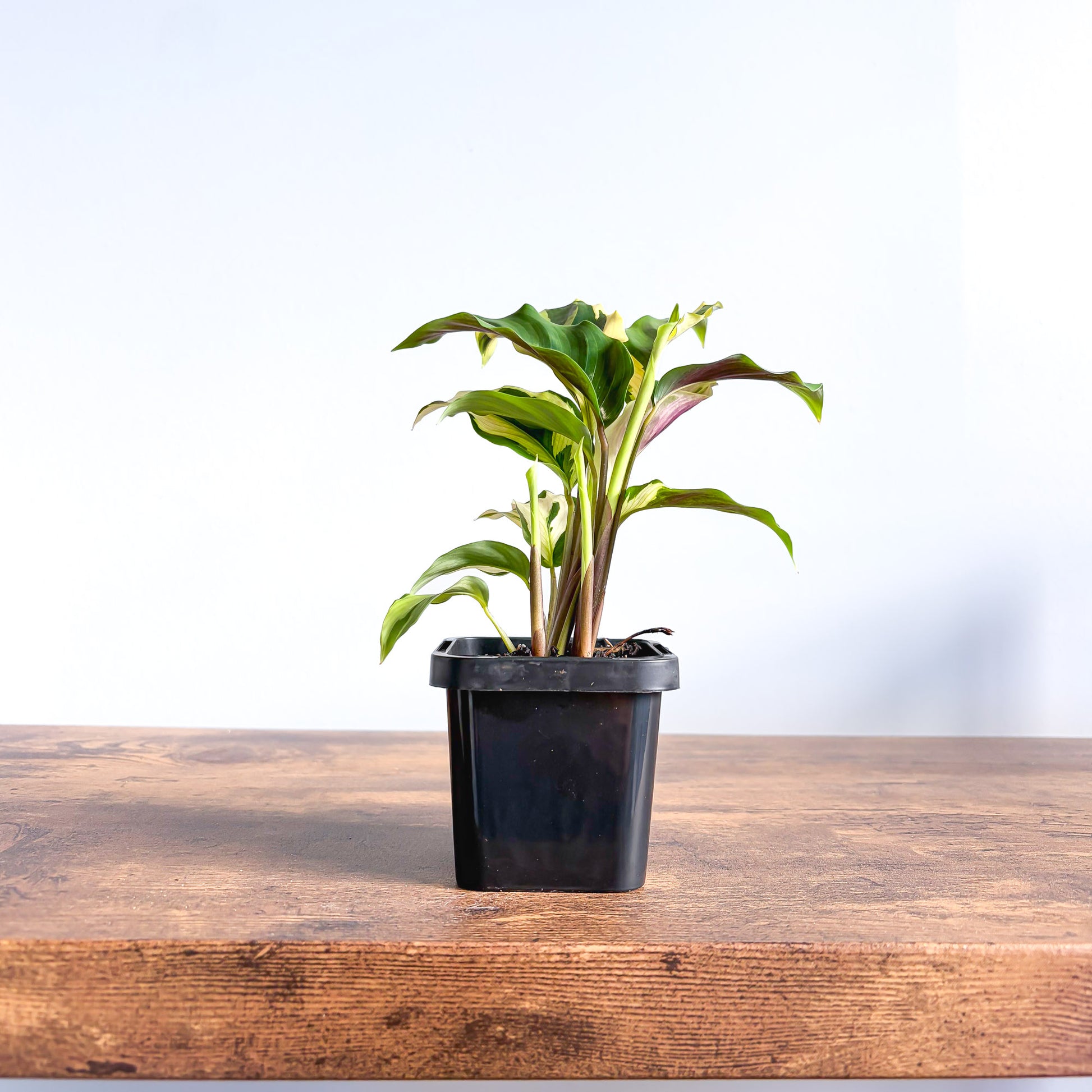 Calathea Yellow Fusion | The Plant Boys