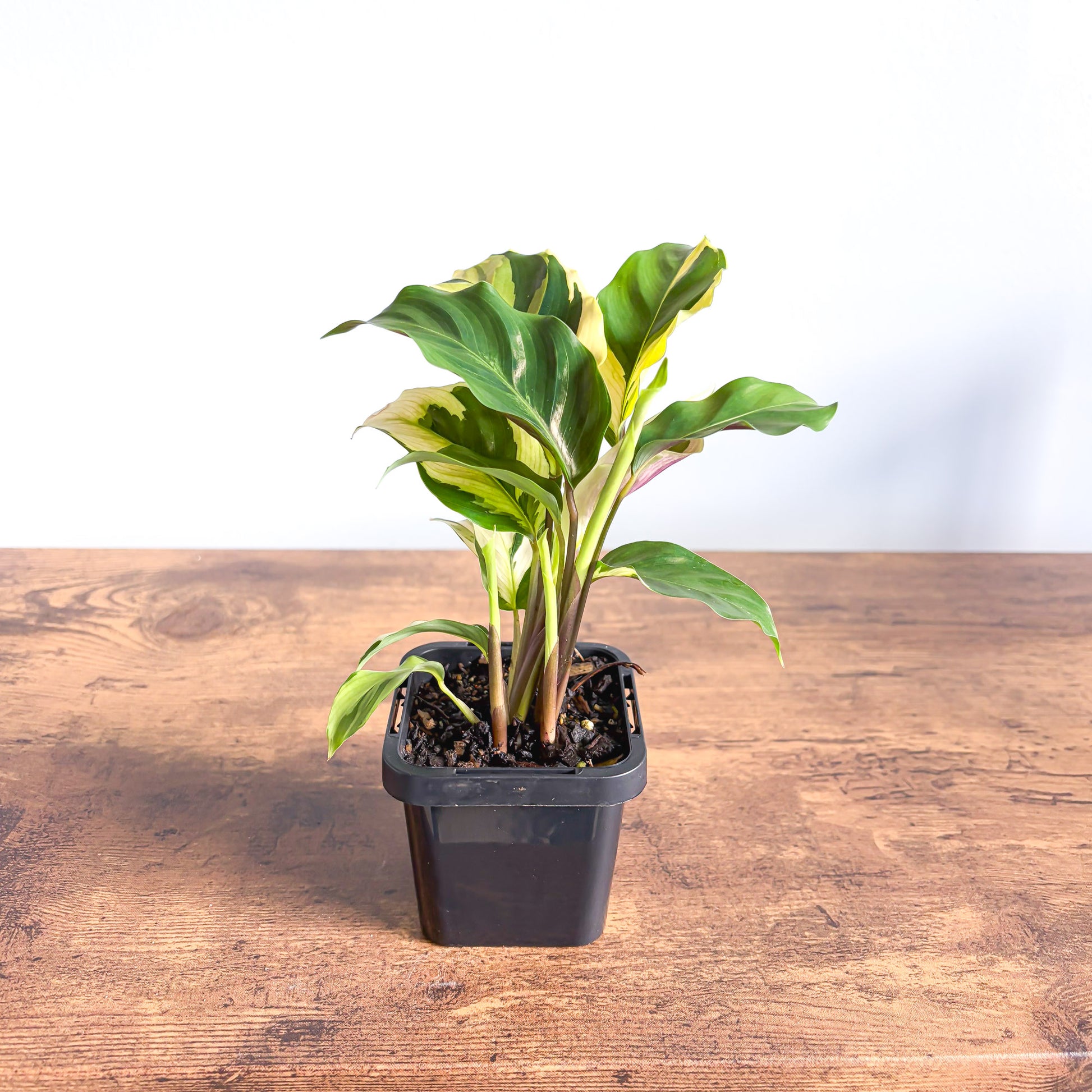 Calathea Yellow Fusion – The Plant Boys