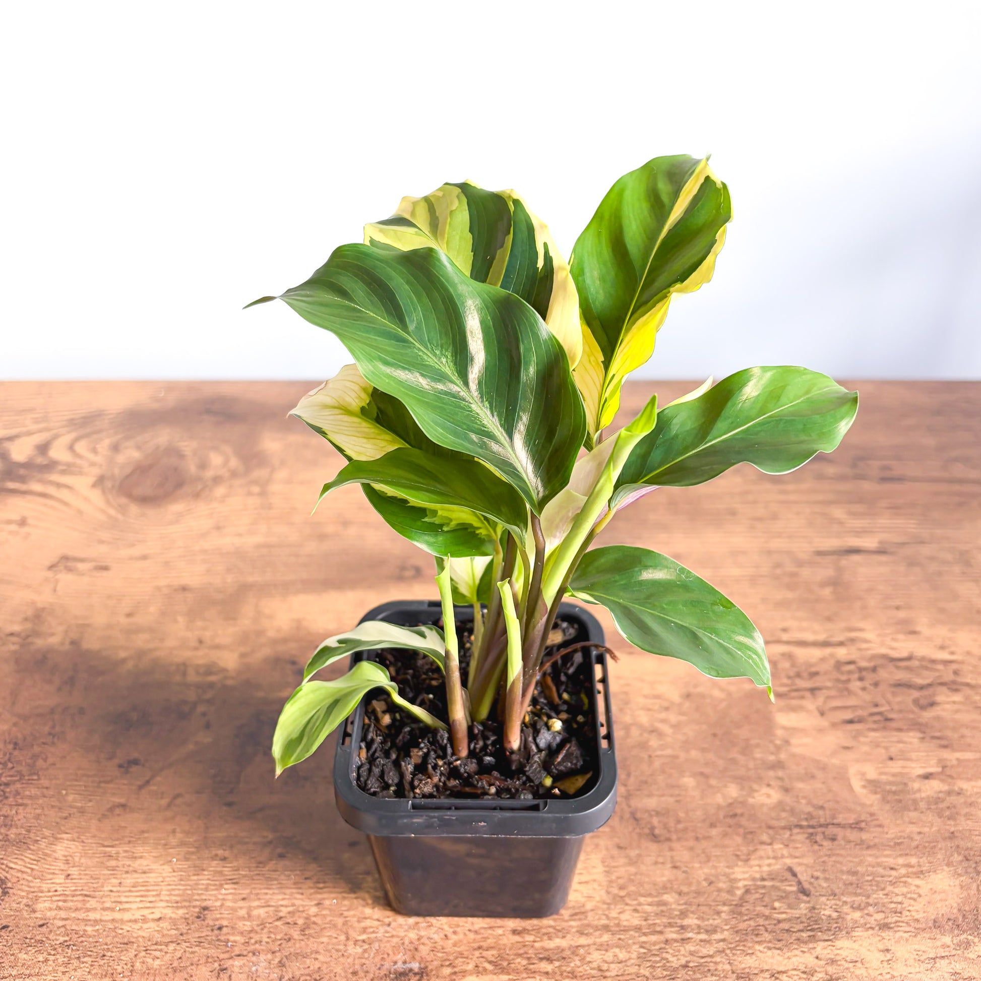 Calathea Yellow Fusion – The Plant Boys