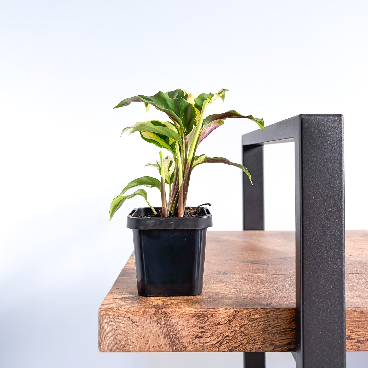 Calathea Yellow Fusion | The Plant Boys