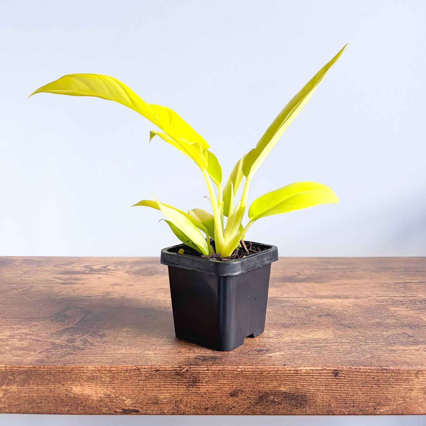 Philodendron Golden Crocodile | The Plant Boys