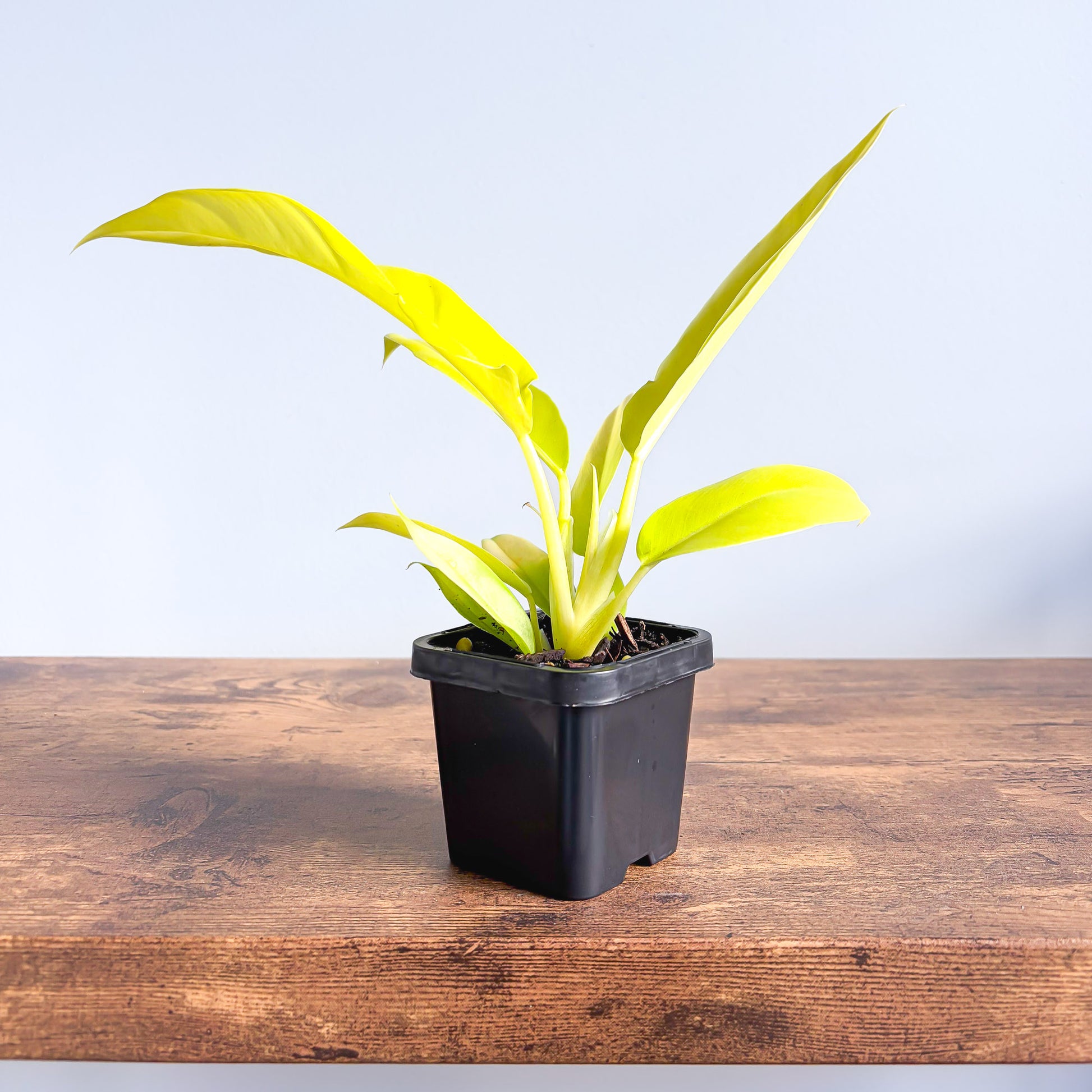 Philodendron Golden Crocodile | The Plant Boys