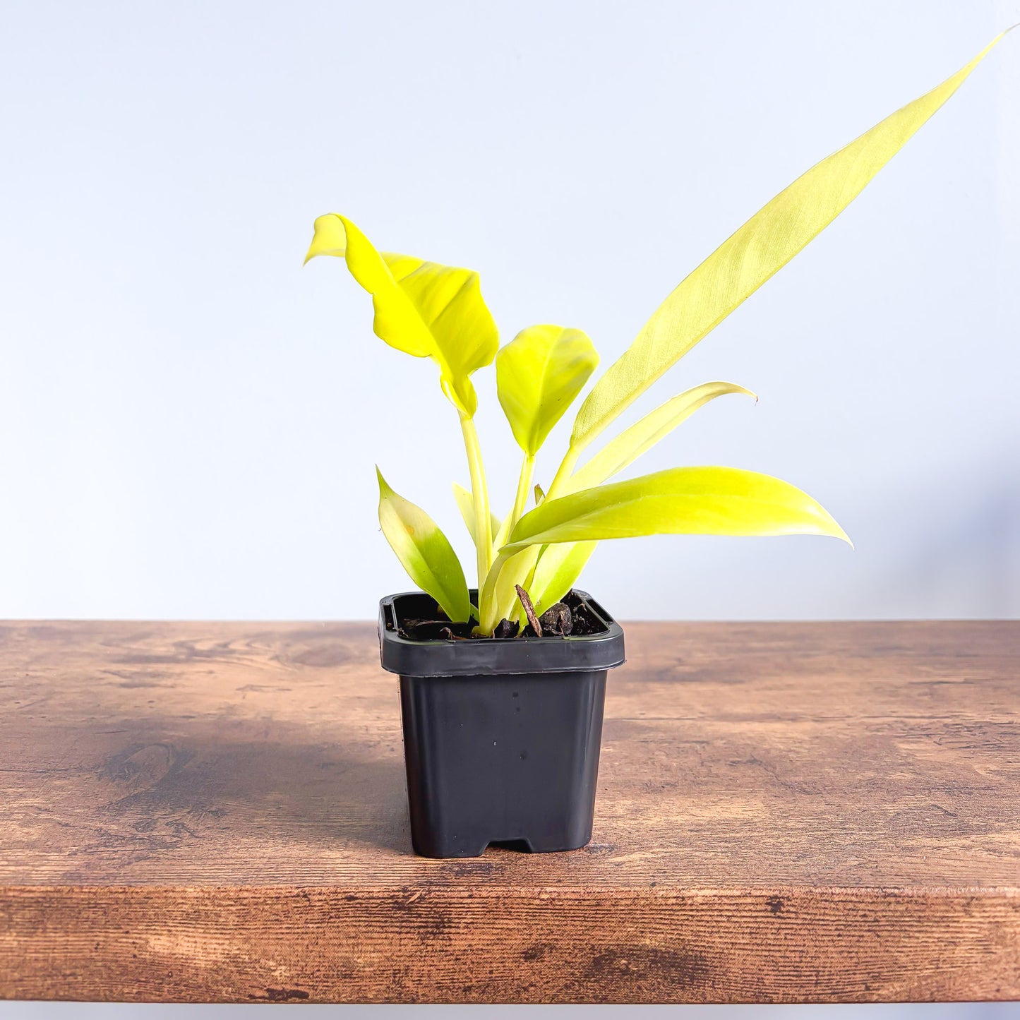 Philodendron Golden Crocodile | The Plant Boys