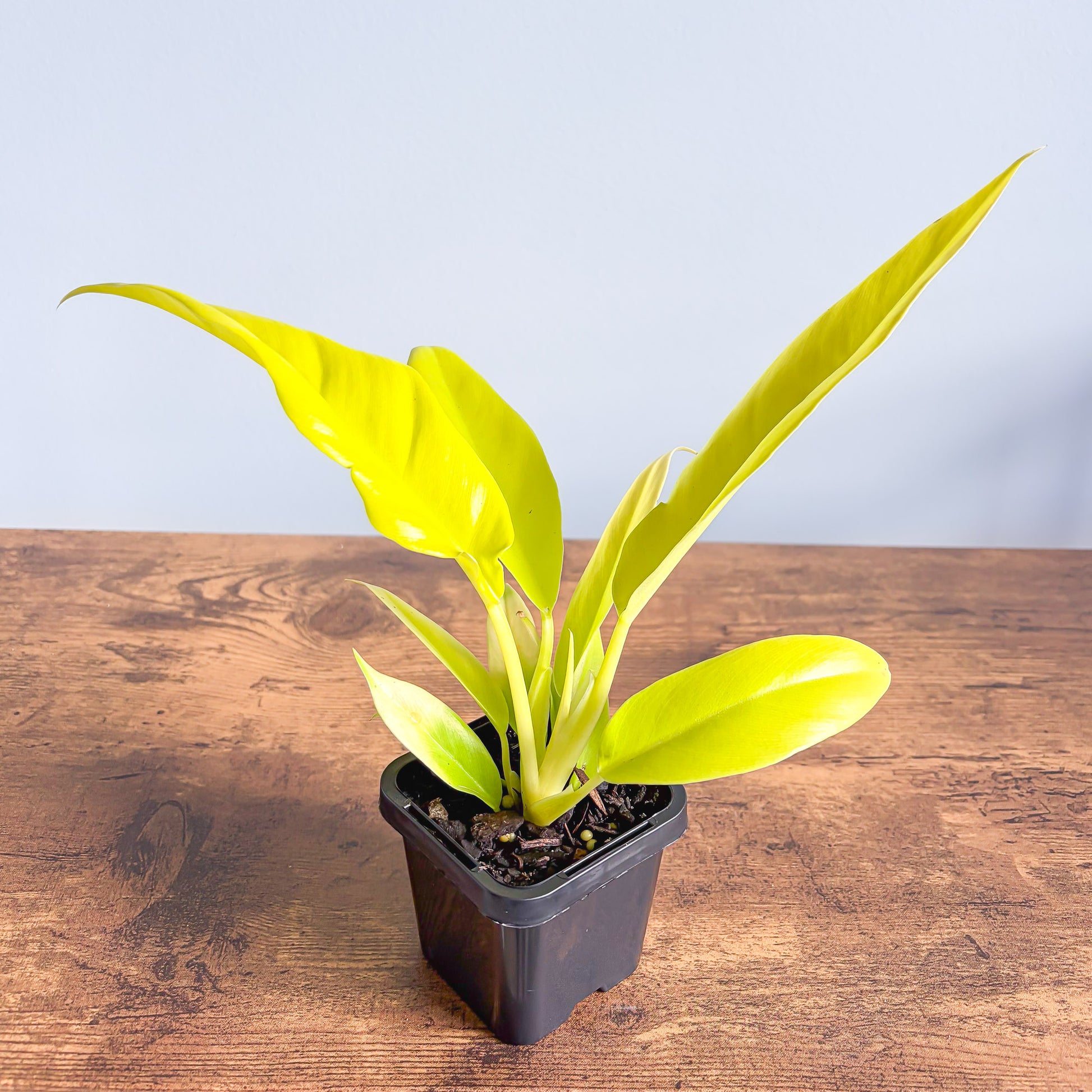 Philodendron Golden Crocodile | The Plant Boys