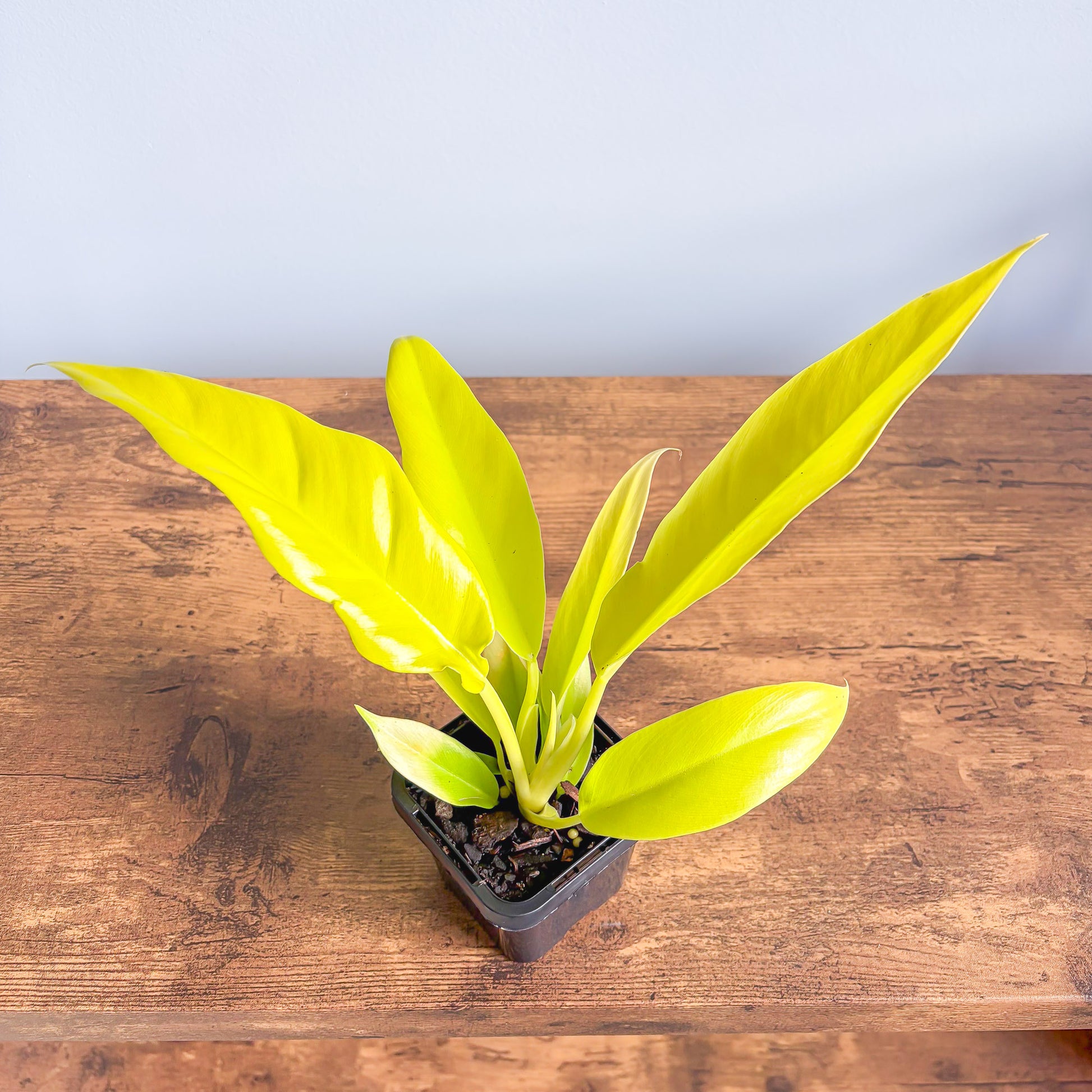 Philodendron Golden Crocodile | The Plant Boys