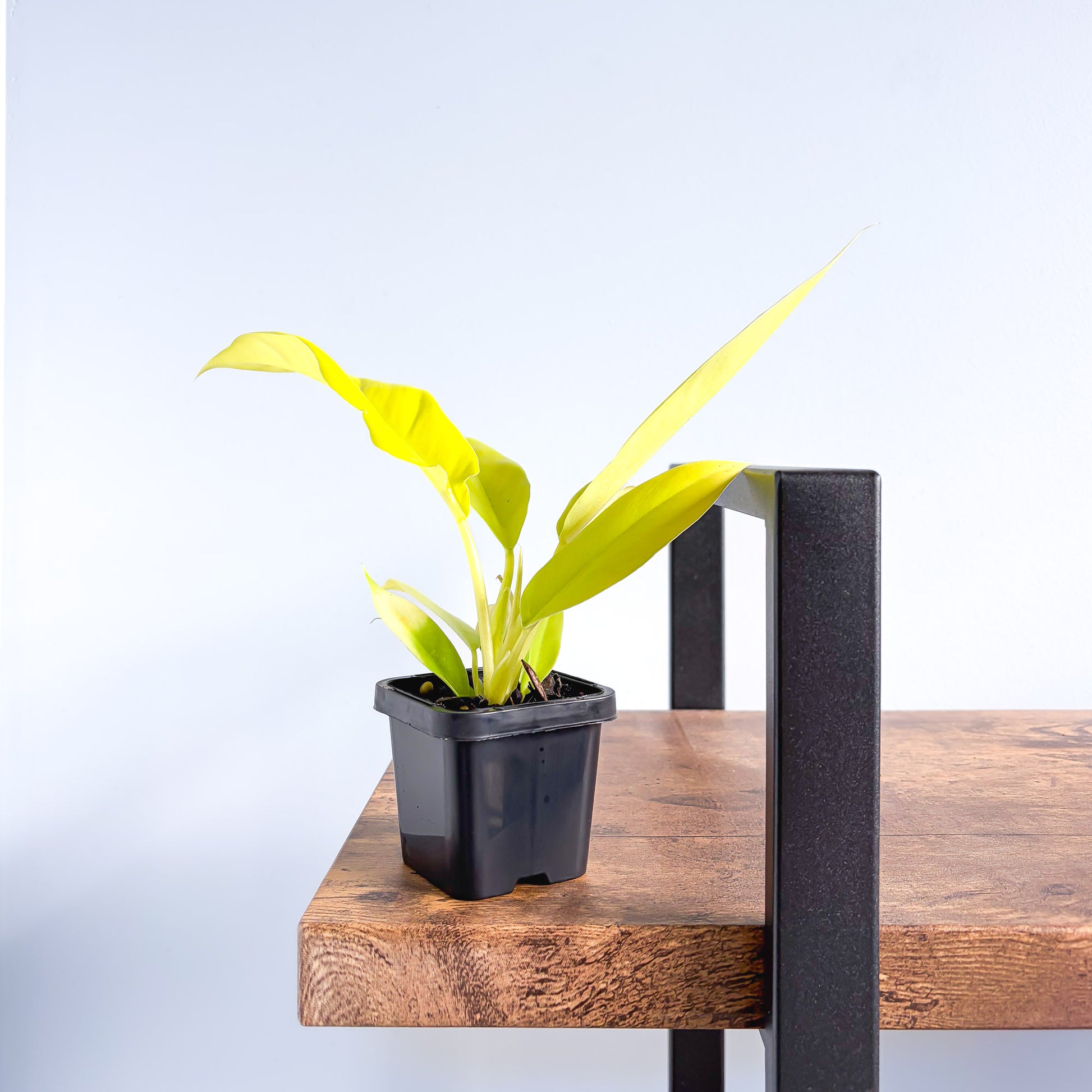 Philodendron Golden Crocodile | The Plant Boys