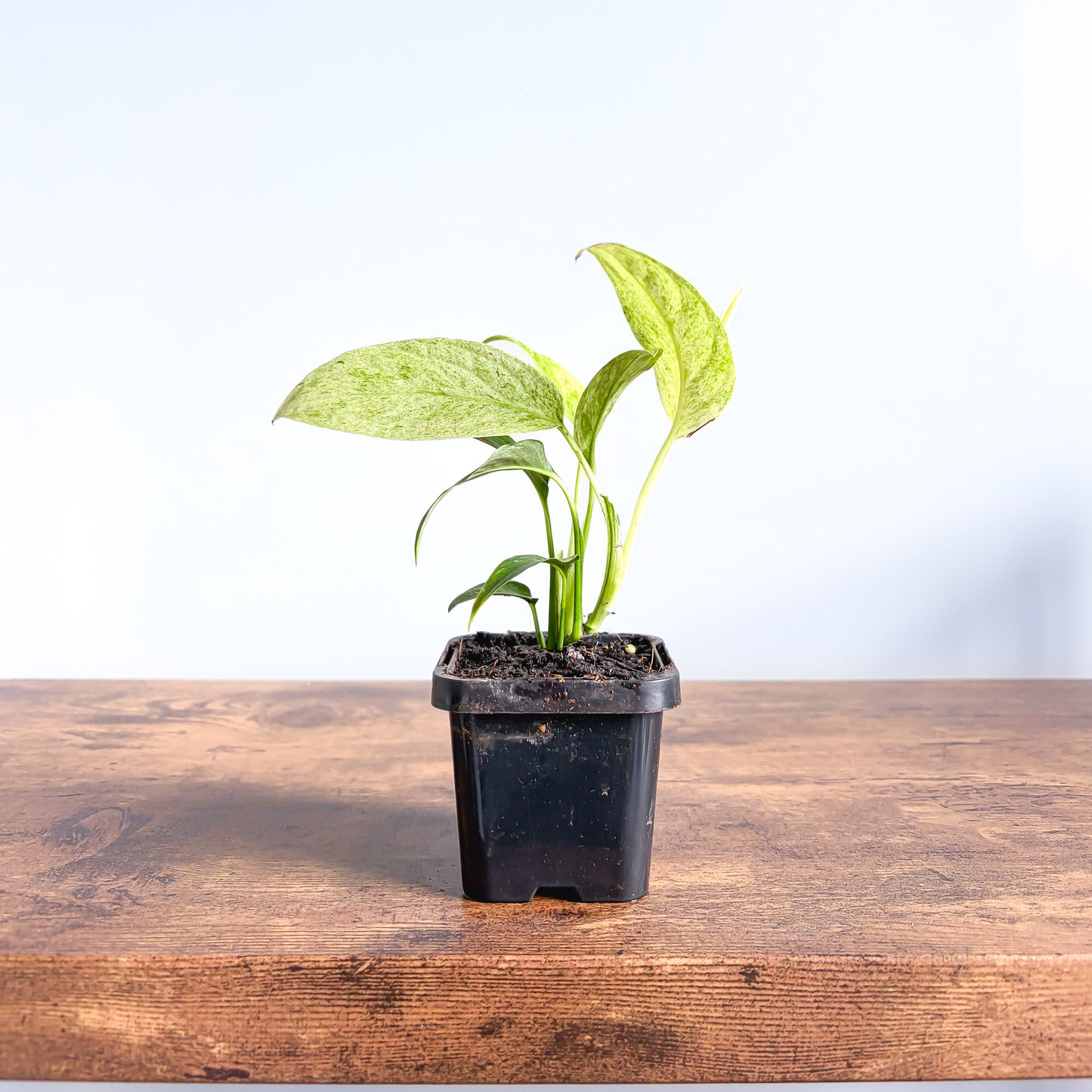 Monstera Laniata Variegata | The Plant Boys