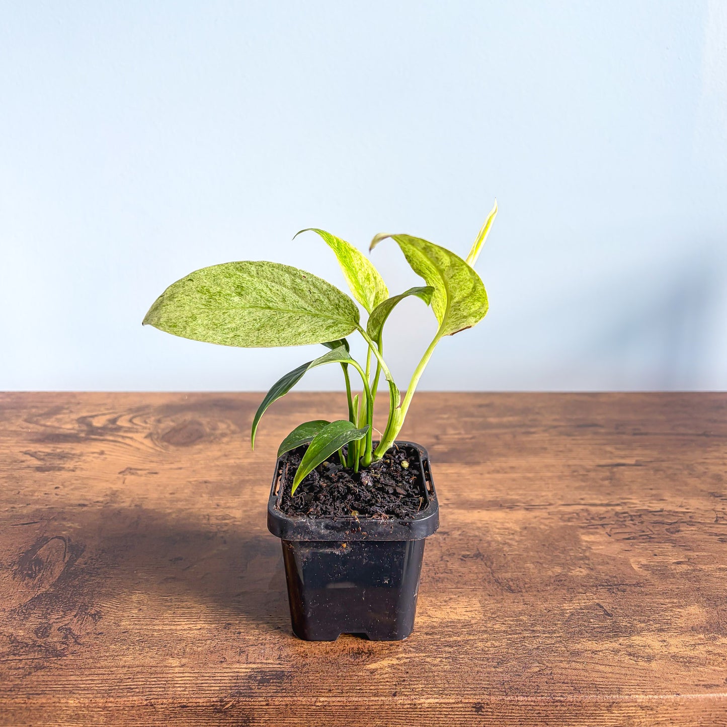Monstera Laniata Variegata | The Plant Boys