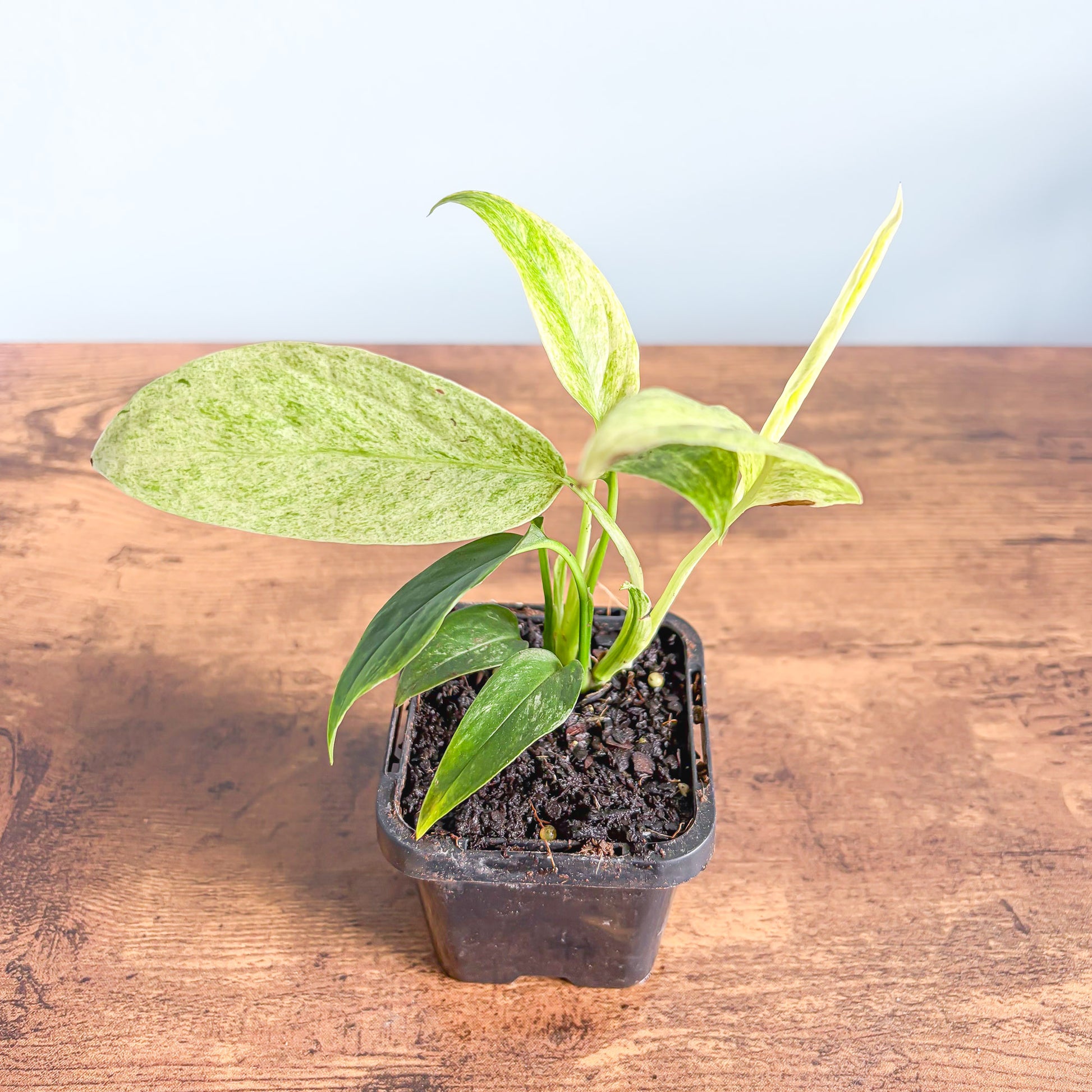 monstera laniata plant Monstera Laniata Variegata – The Plant Boys