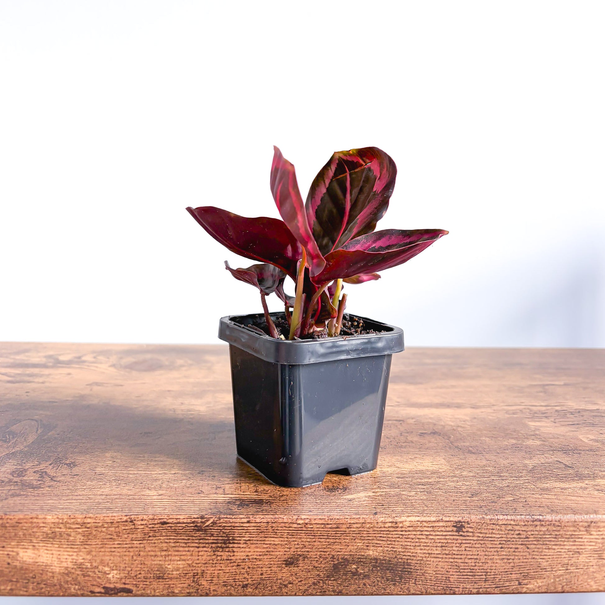 Calathea Red Mojo – The Plant Boys