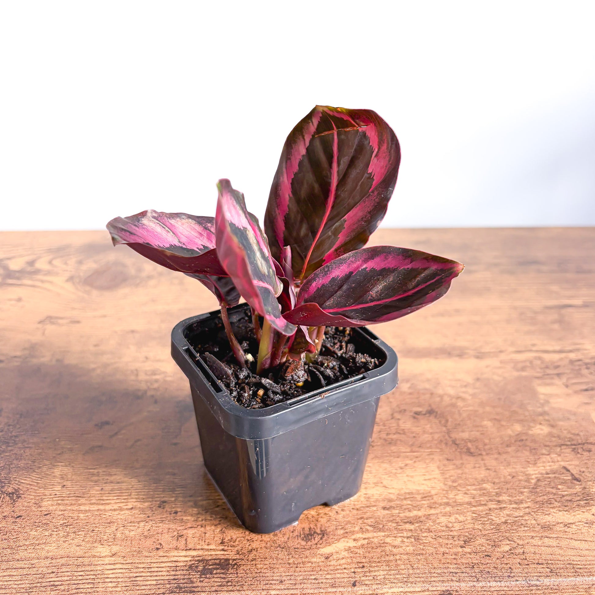 Calathea Red Mojo | The Plant Boys