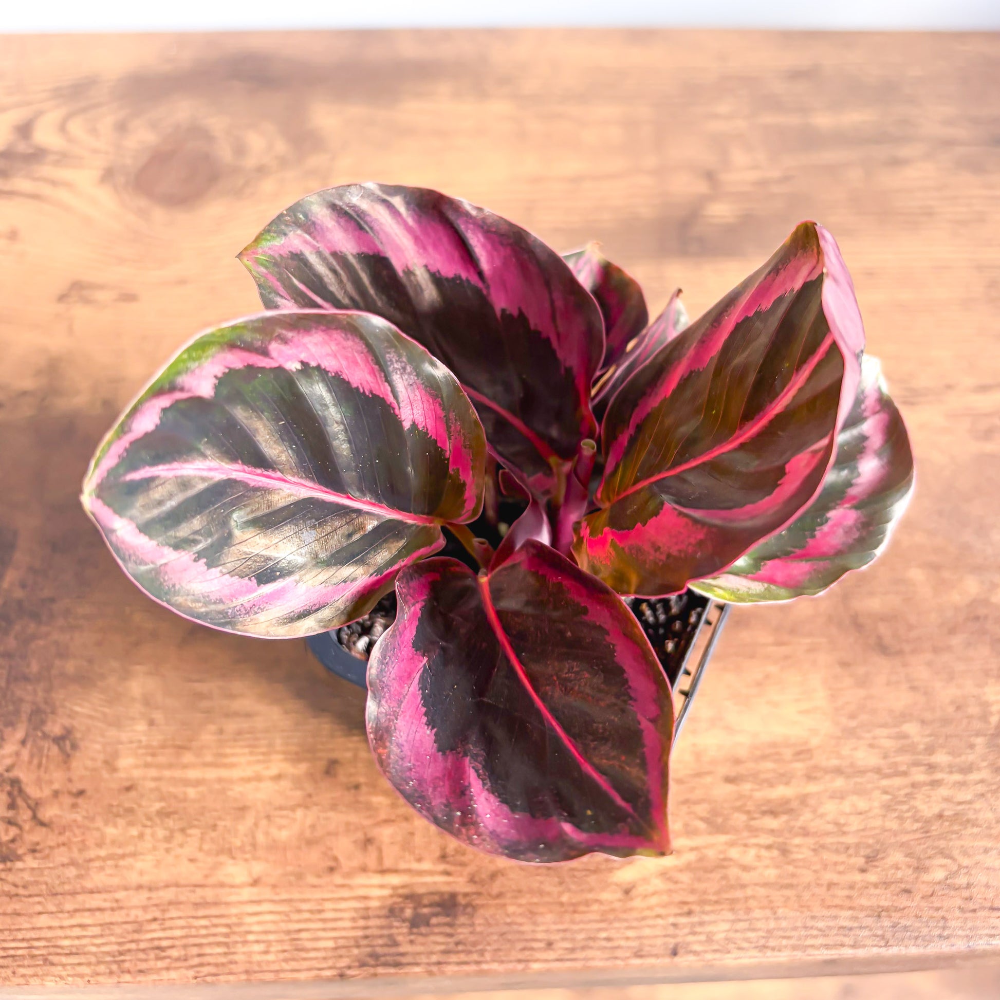 Calathea Red Mojo – The Plant Boys