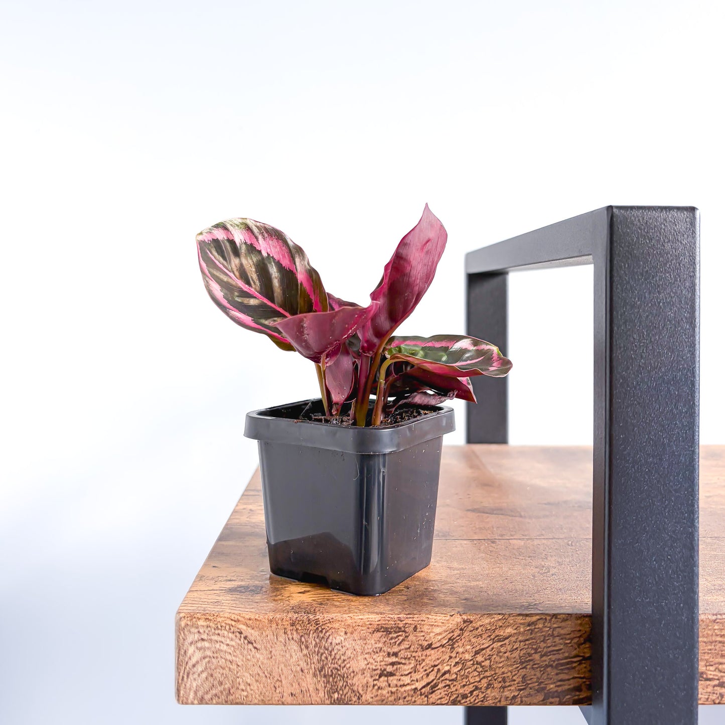 Calathea Red Mojo | The Plant Boys