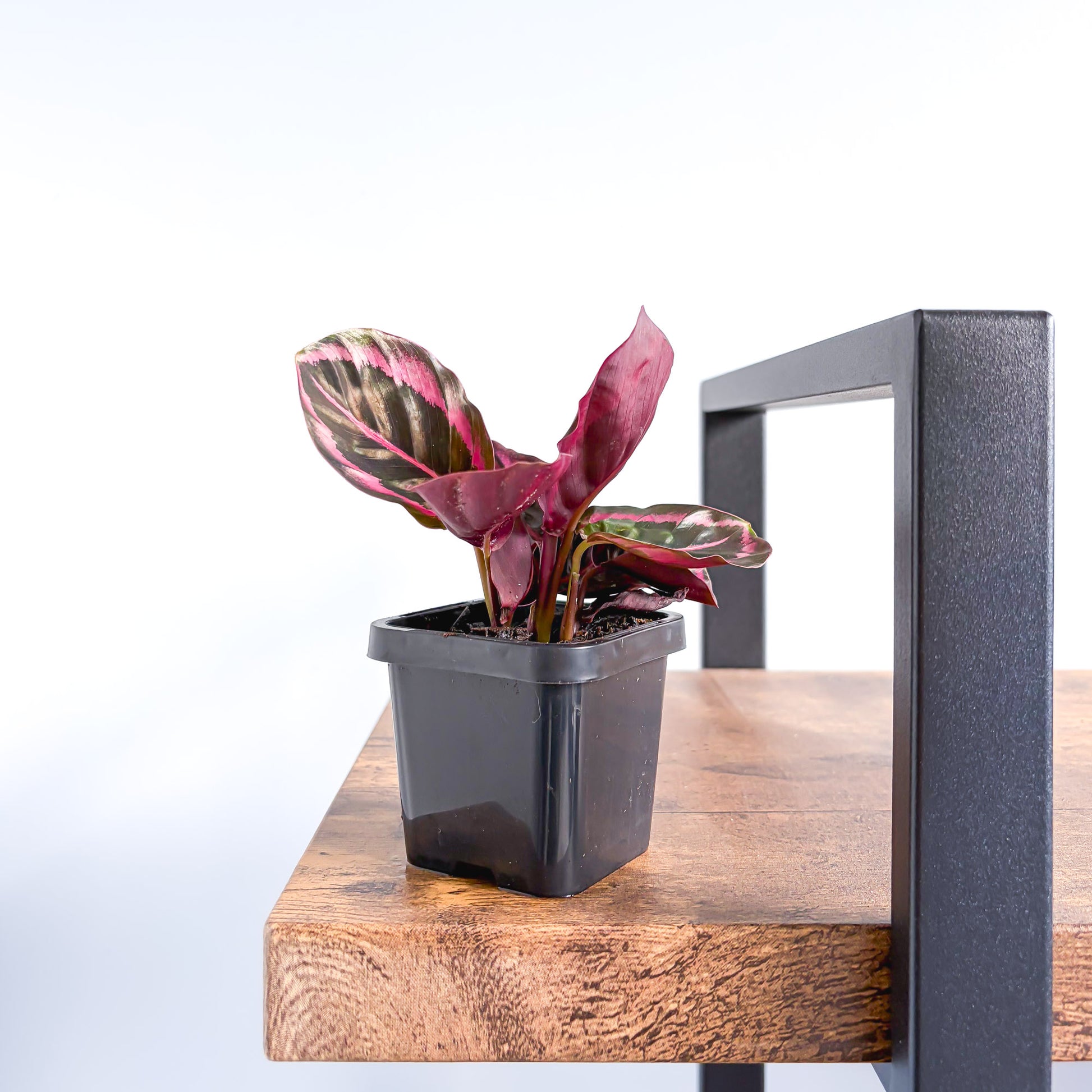 Calathea Red Mojo – The Plant Boys