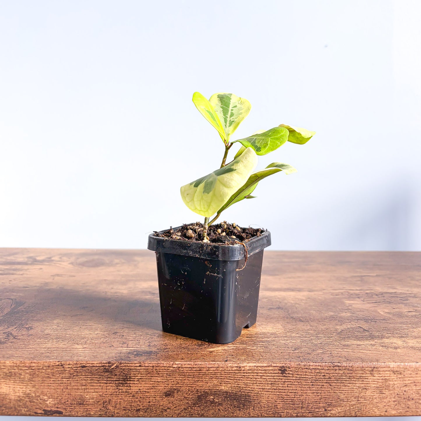 Ficus Triangularis Variegated Aurea | The Plant Boys