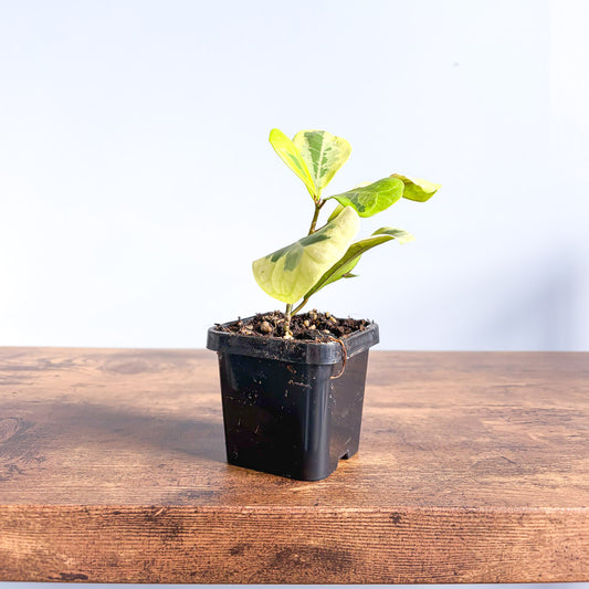 Ficus Triangularis Variegated Aurea | The Plant Boys