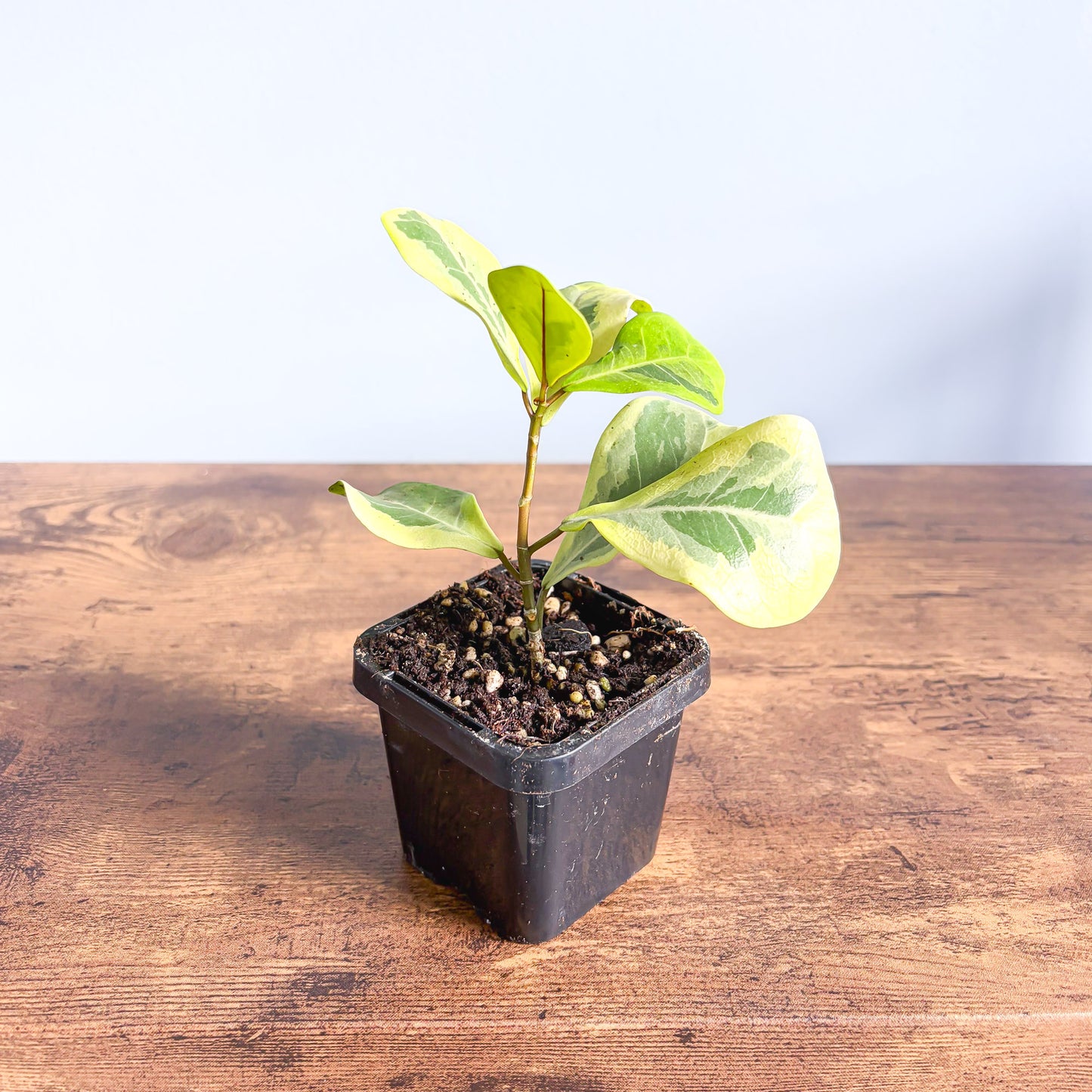 Ficus Triangularis Variegated Aurea | The Plant Boys