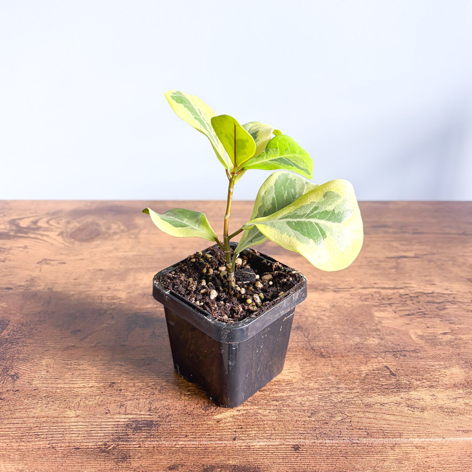 Ficus Triangularis Variegated Aurea | The Plant Boys