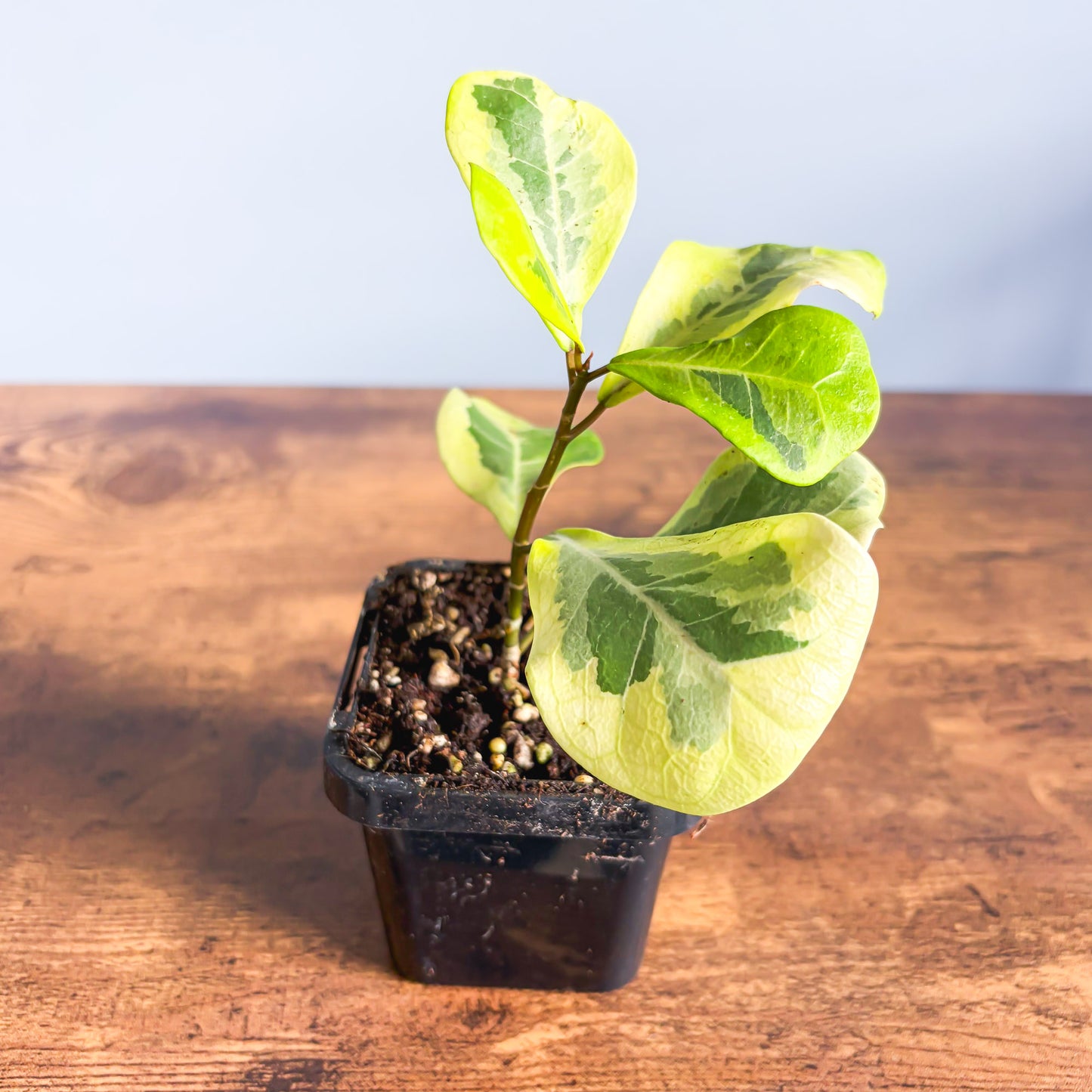 Ficus Triangularis Variegated Aurea | The Plant Boys