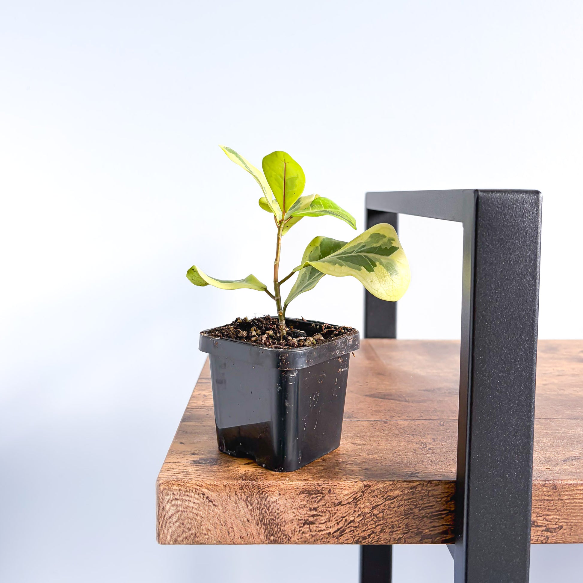 Ficus Triangularis Variegated Aurea | The Plant Boys