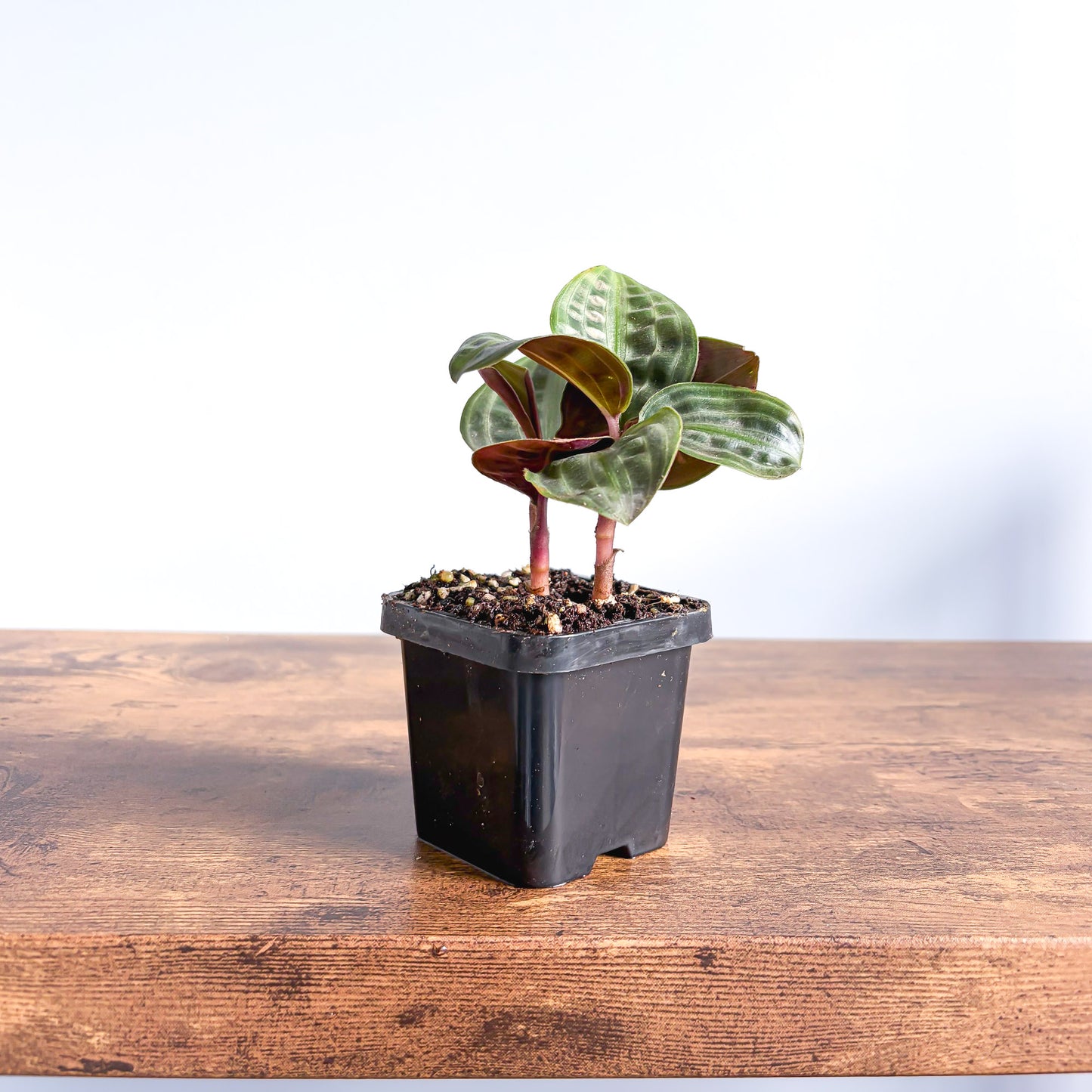 Geogenanthus Seersucker Plant | The Plant Boys