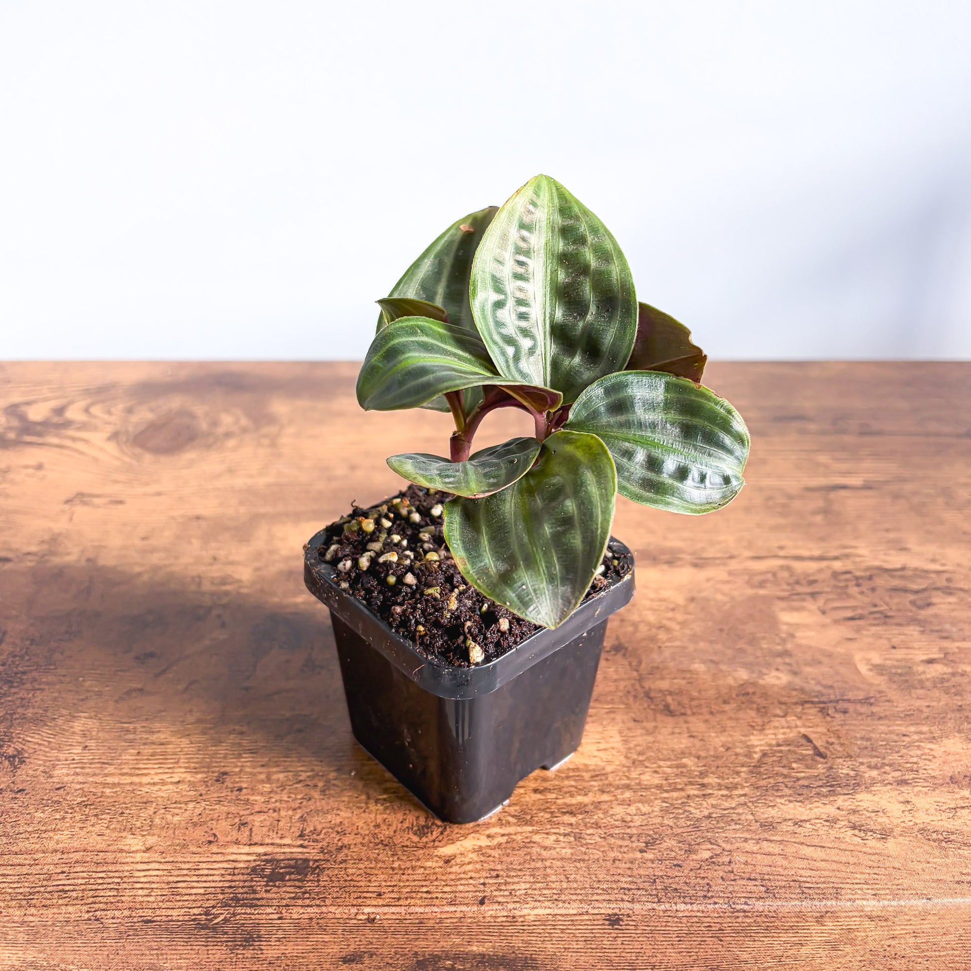 Geogenanthus Seersucker Plant | The Plant Boys