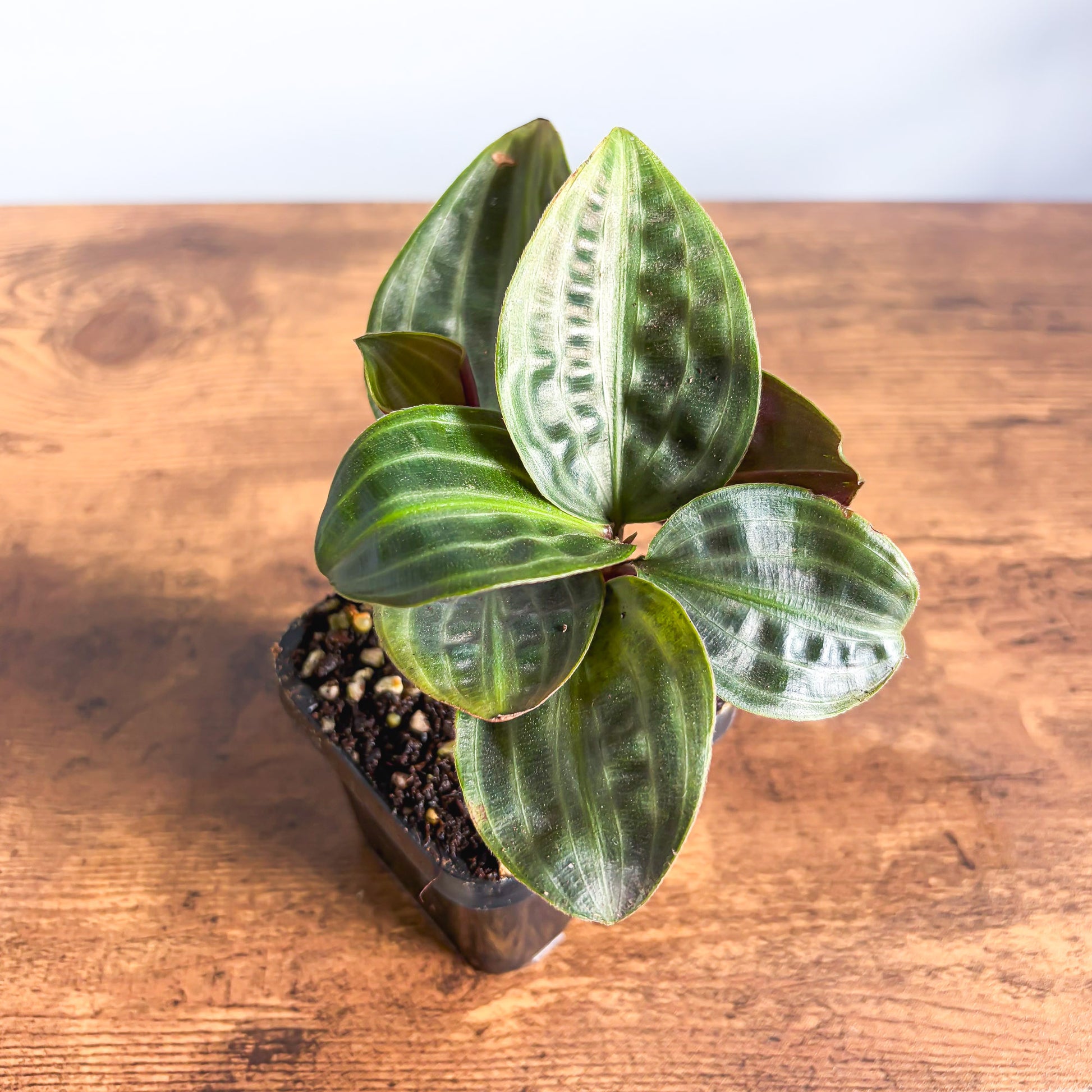 Geogenanthus Seersucker Plant | The Plant Boys