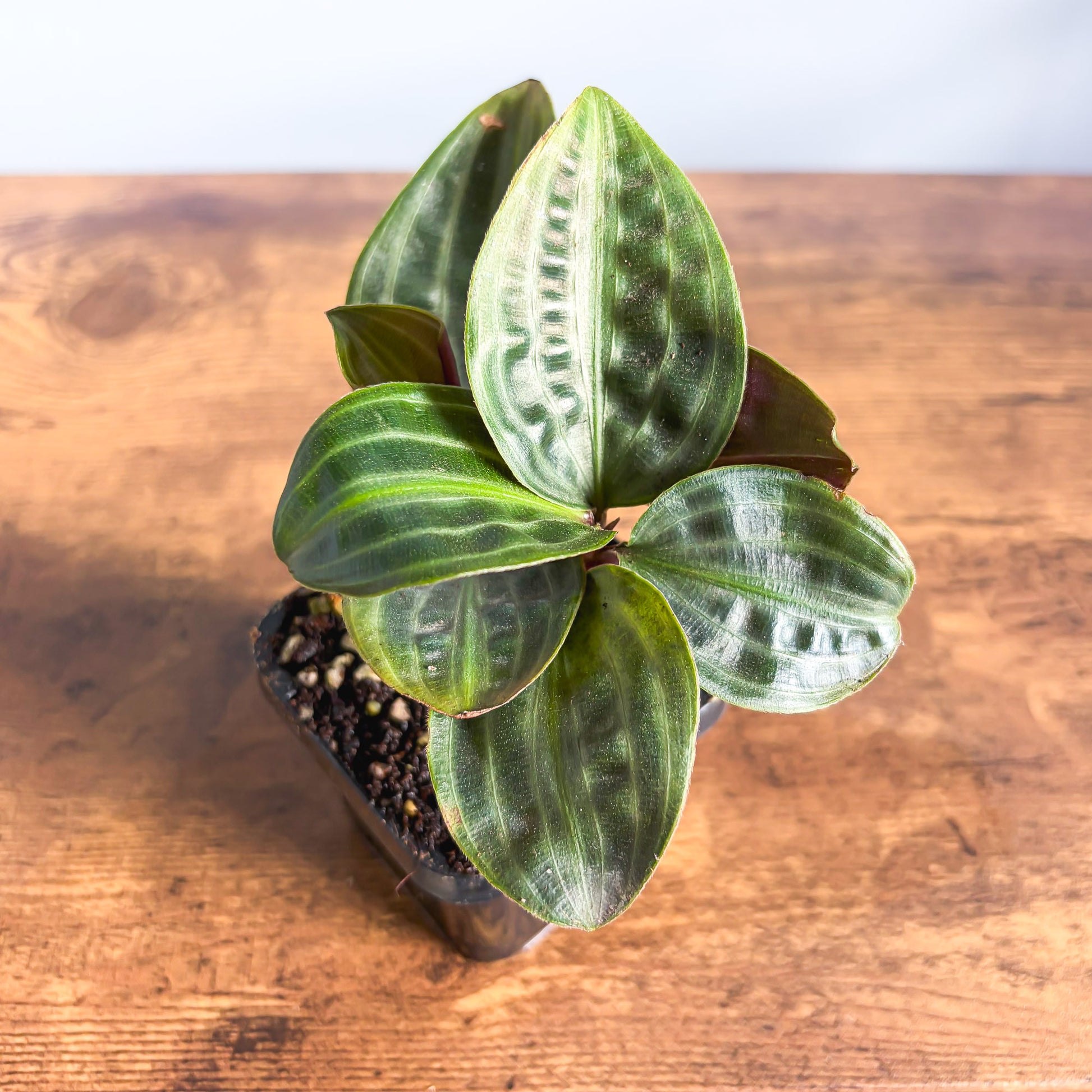 Geogenanthus Seersucker Plant | The Plant Boys