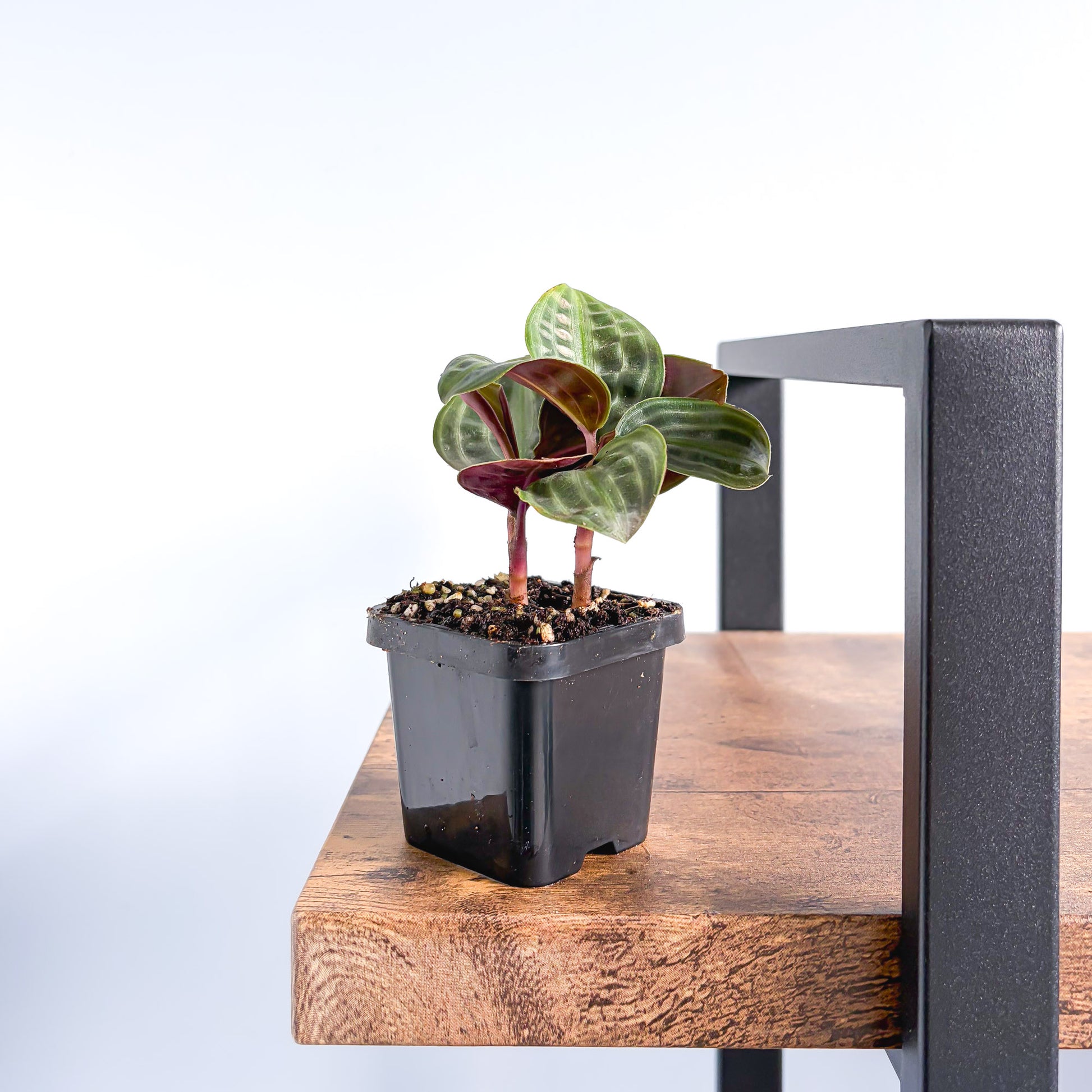 Geogenanthus Seersucker Plant | The Plant Boys